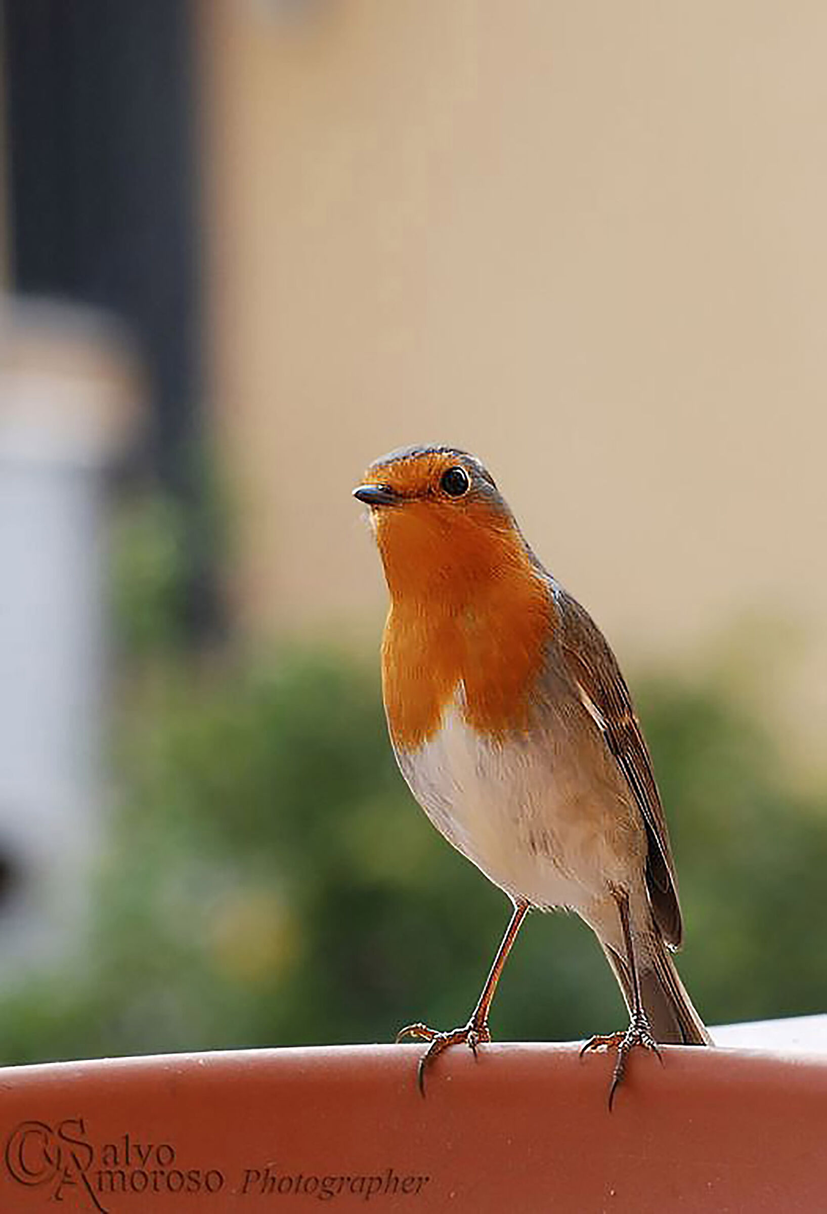 pettirosso