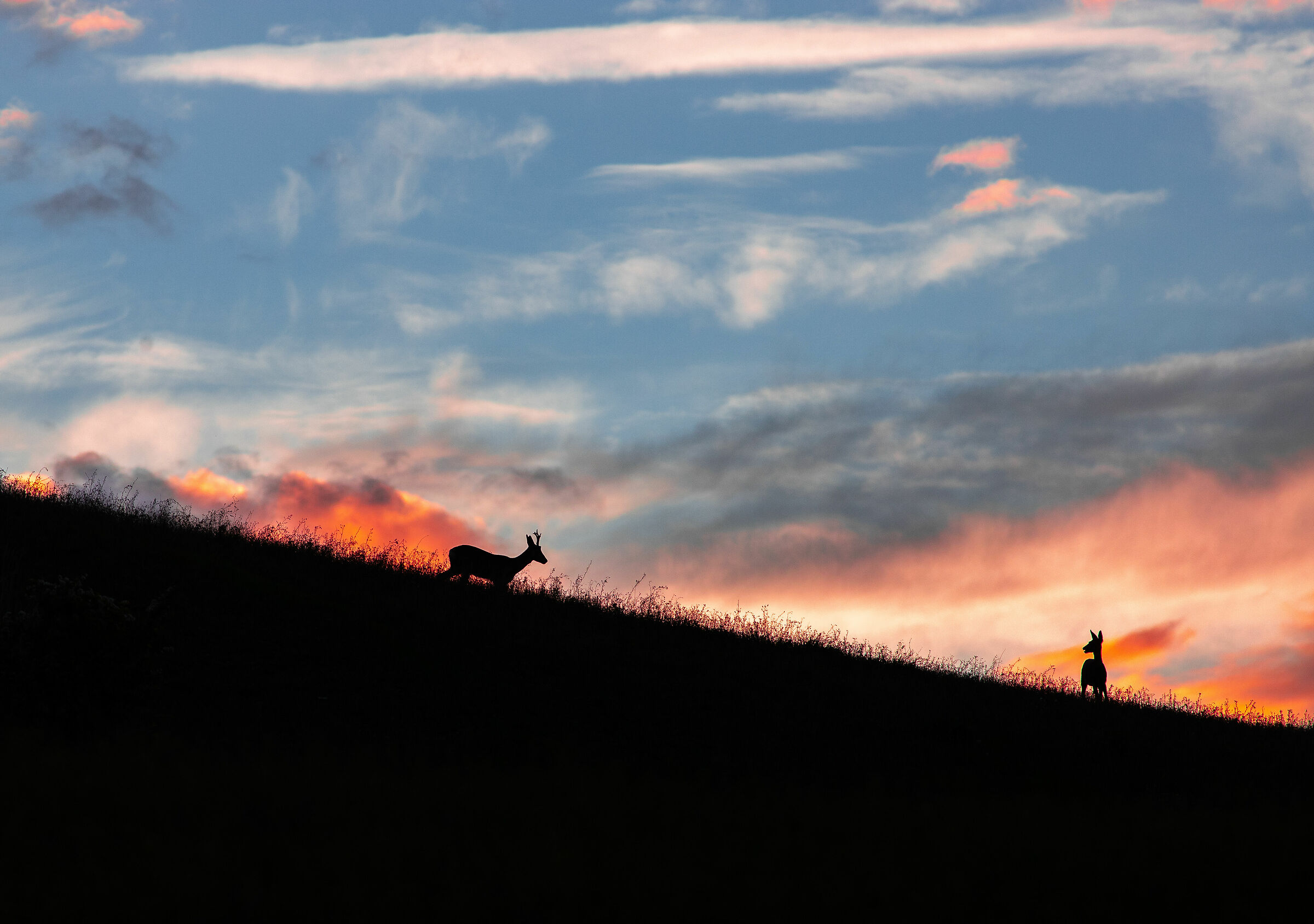 Roe deer at sunset