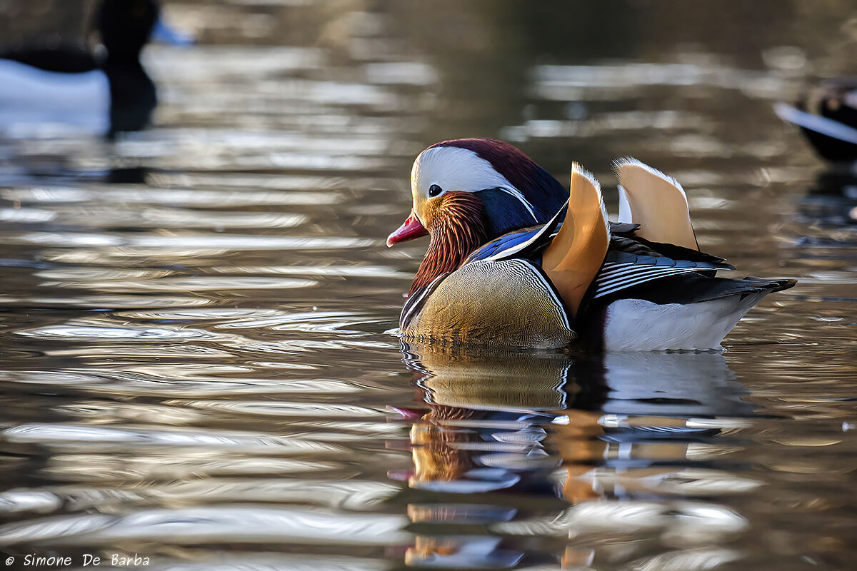 Mandarin duck