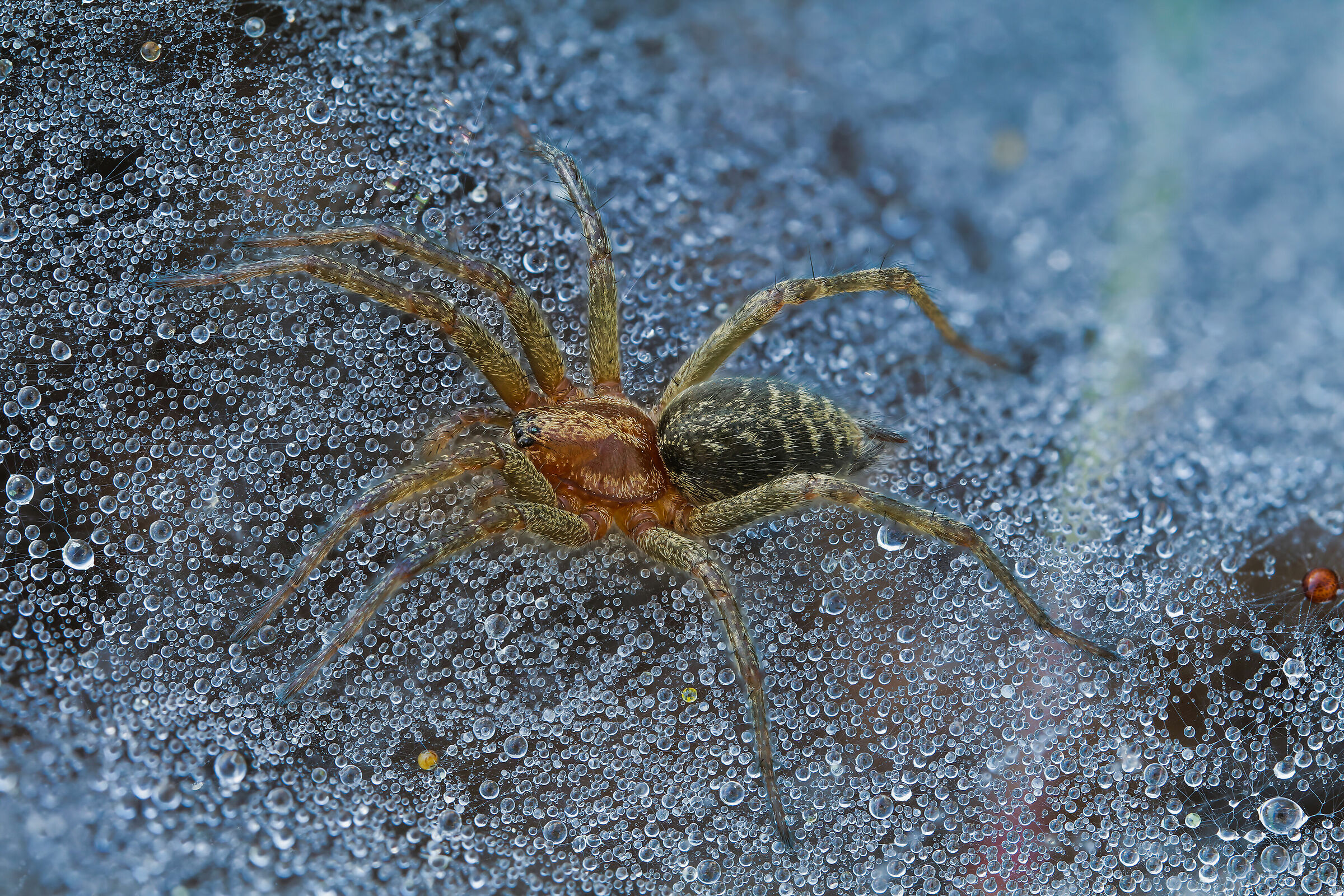 Agelena labyrinthica