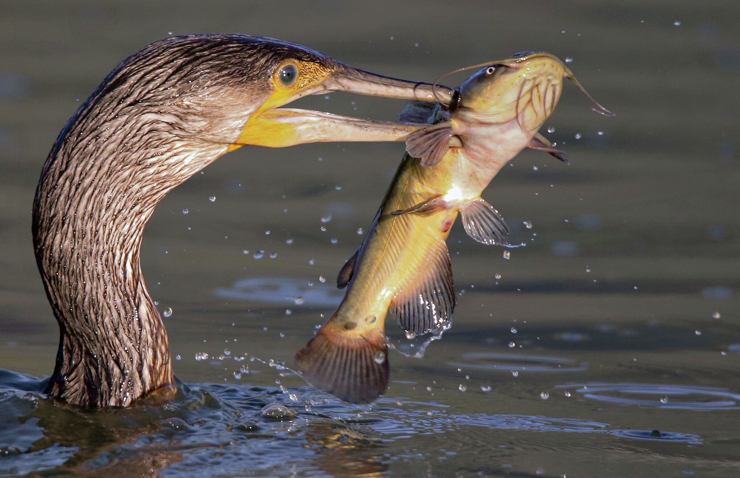 Il cacciatore di gatti