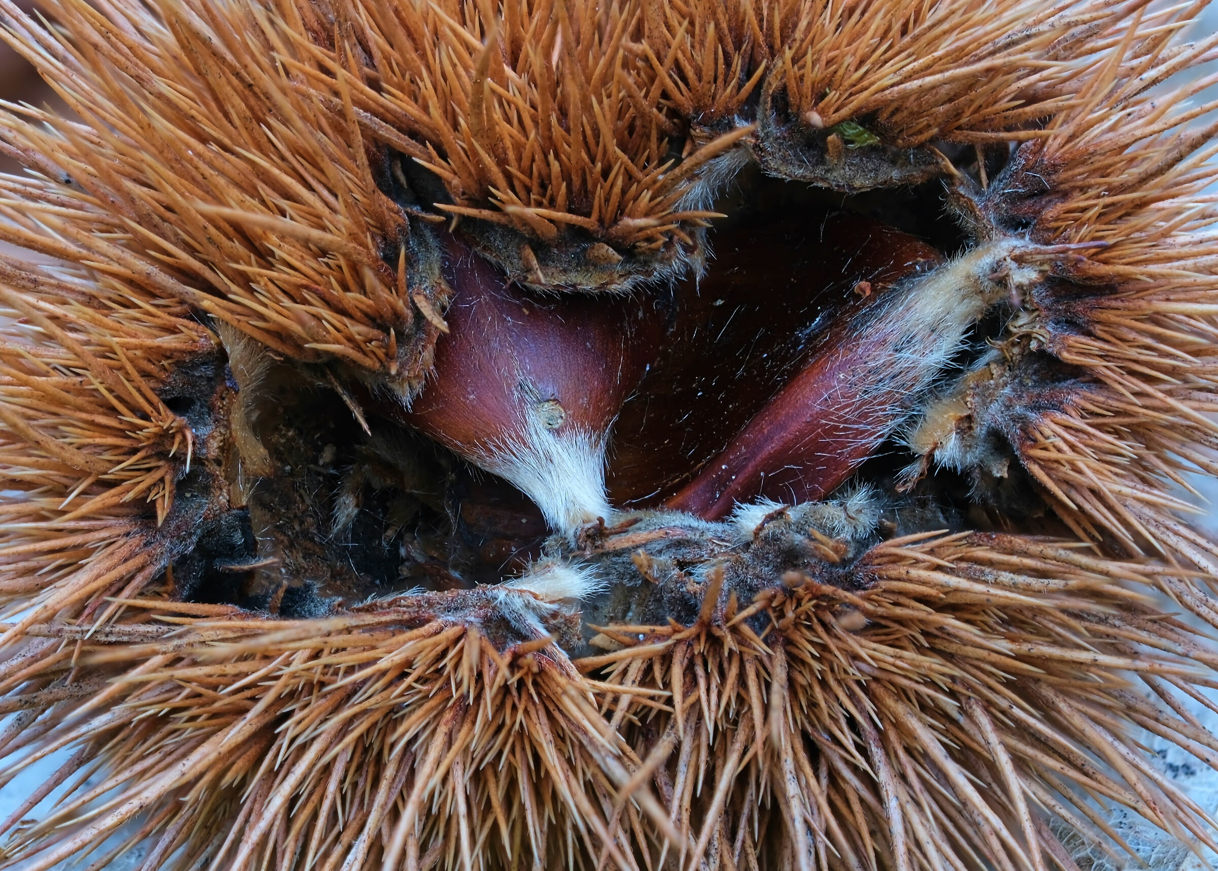 The Forgotten Chestnut