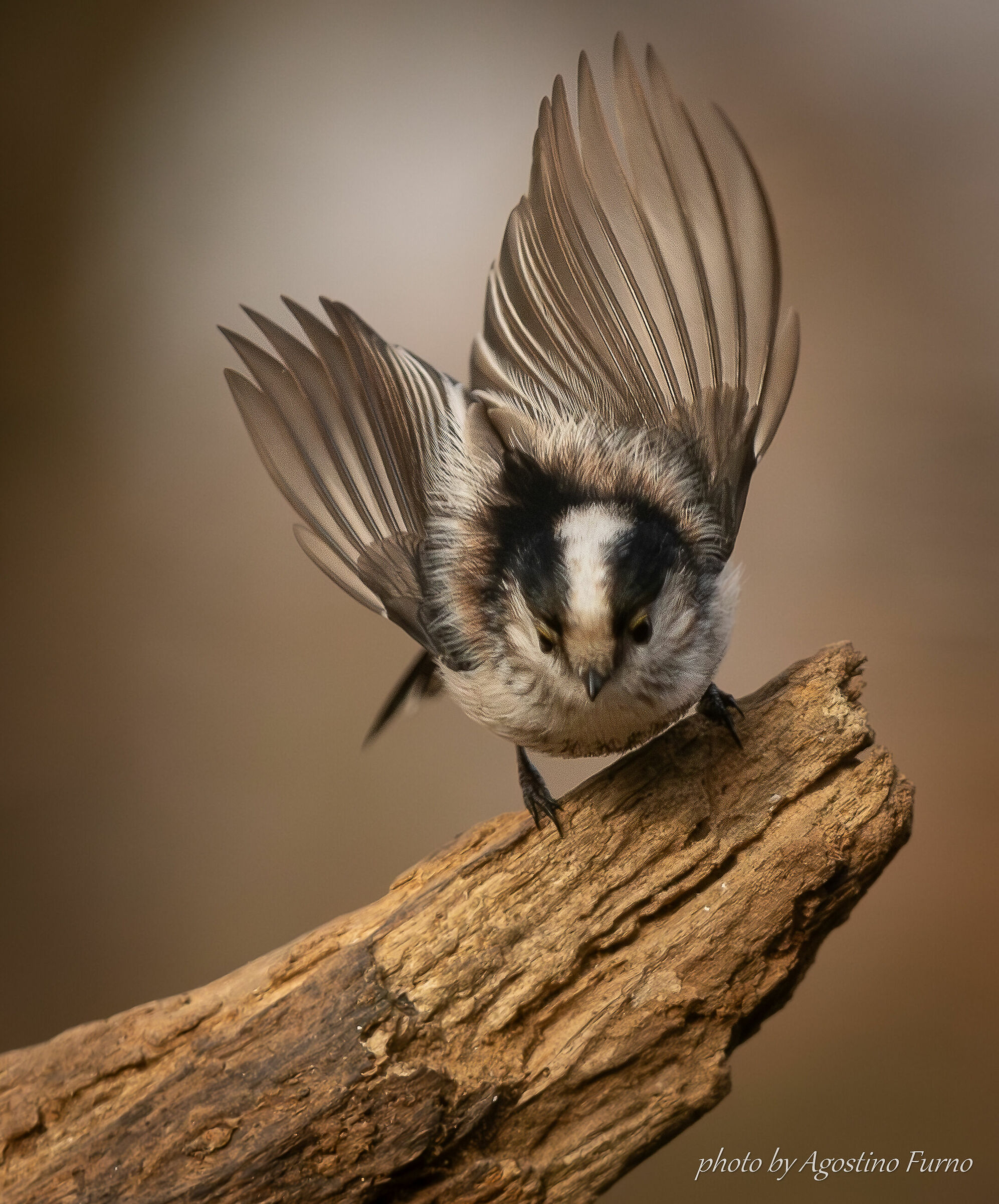 Wood Goblin - Long-tailed