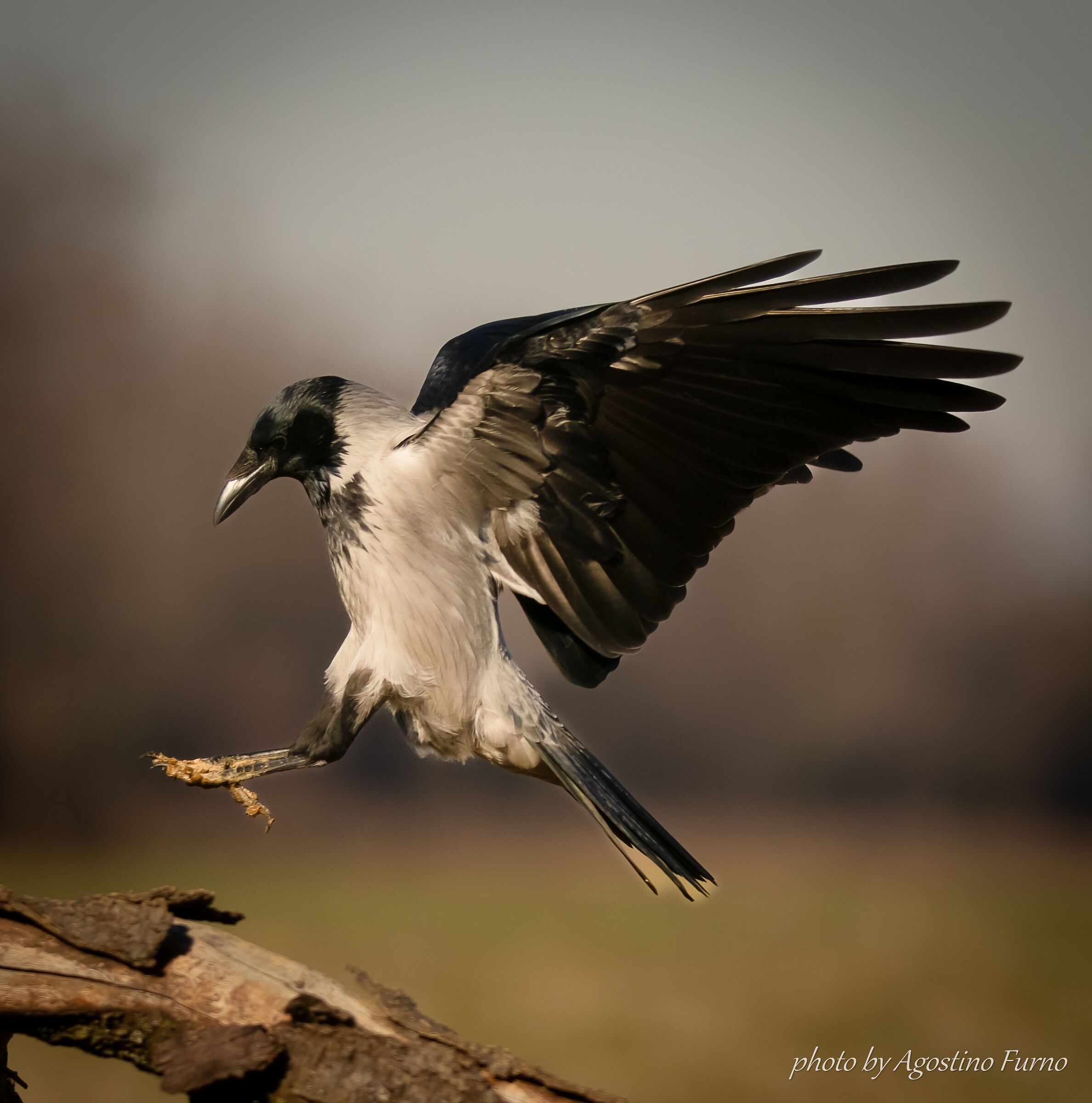 Hooded crow. Misunderstood beauty :)