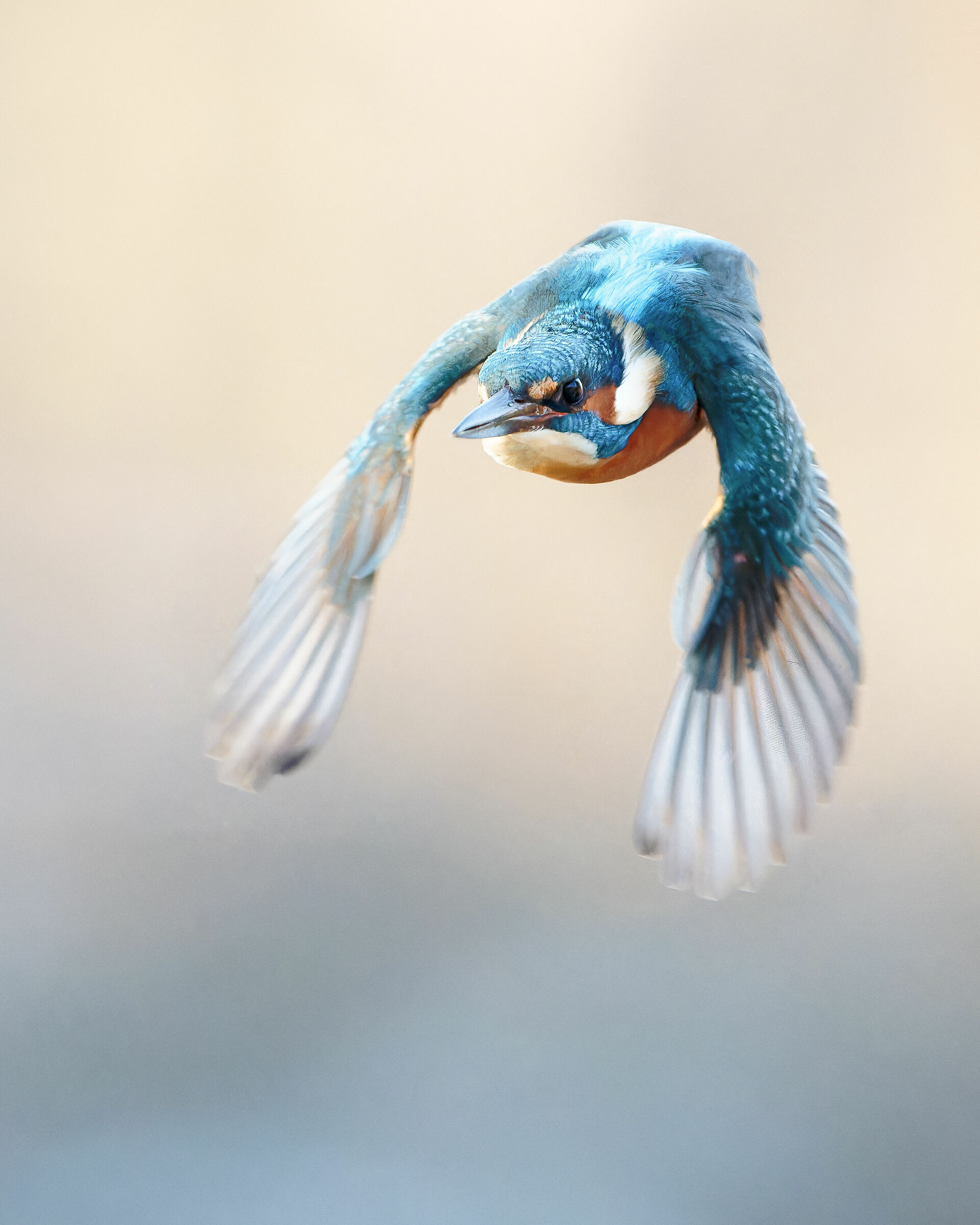 Martin pescatore in volo