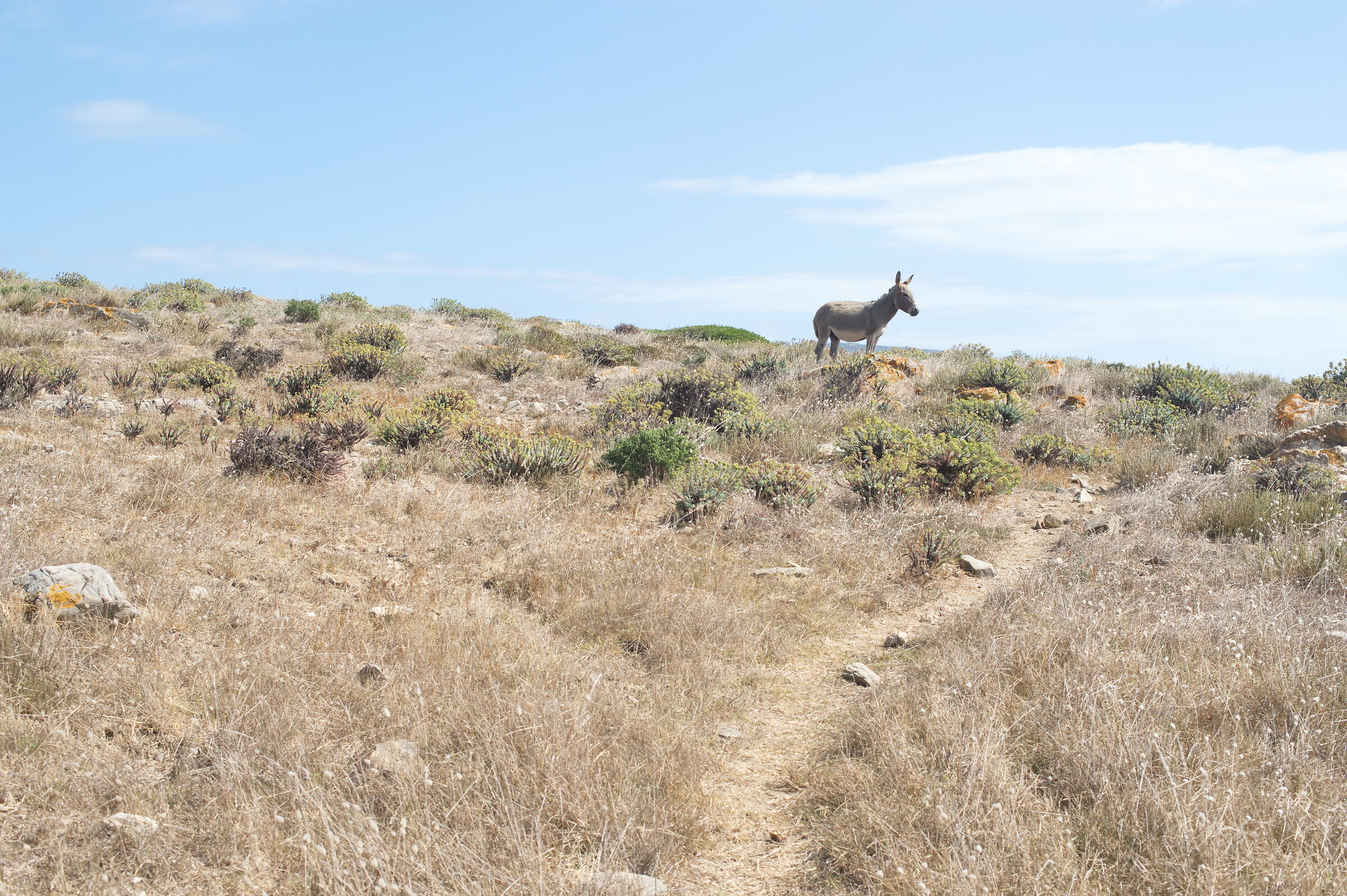 Asinara (Italy)