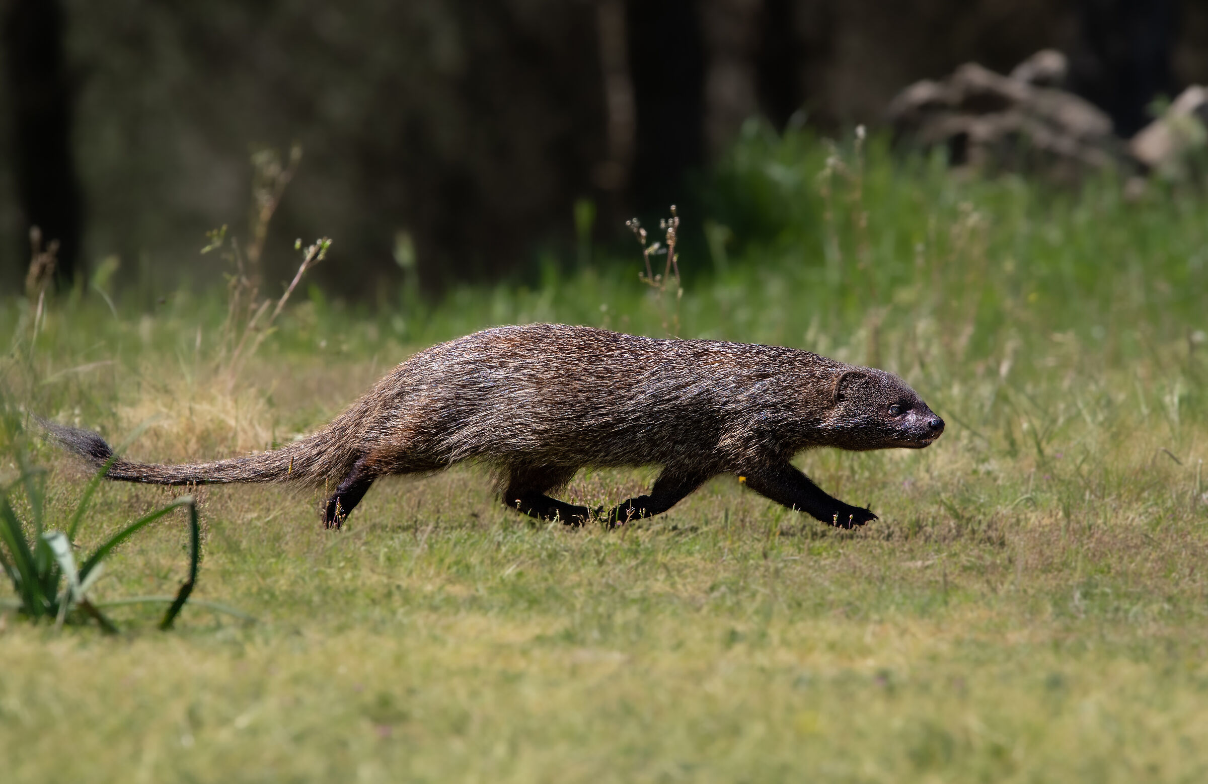 Mongoose