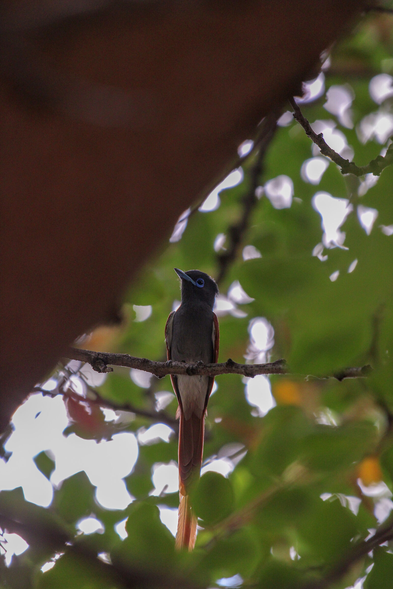 Tra i rami d'acacia namibiana