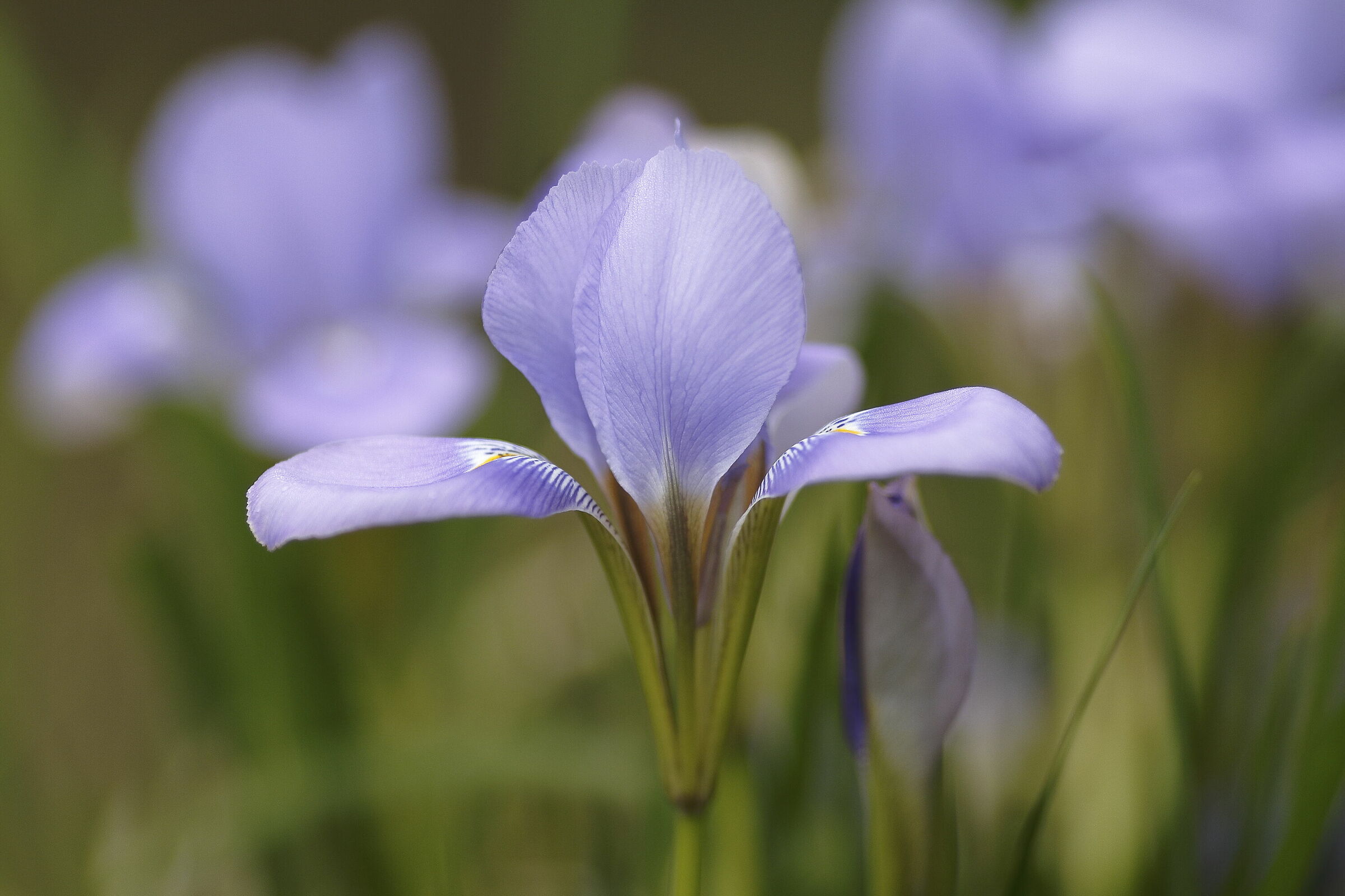 Iris unguicularis