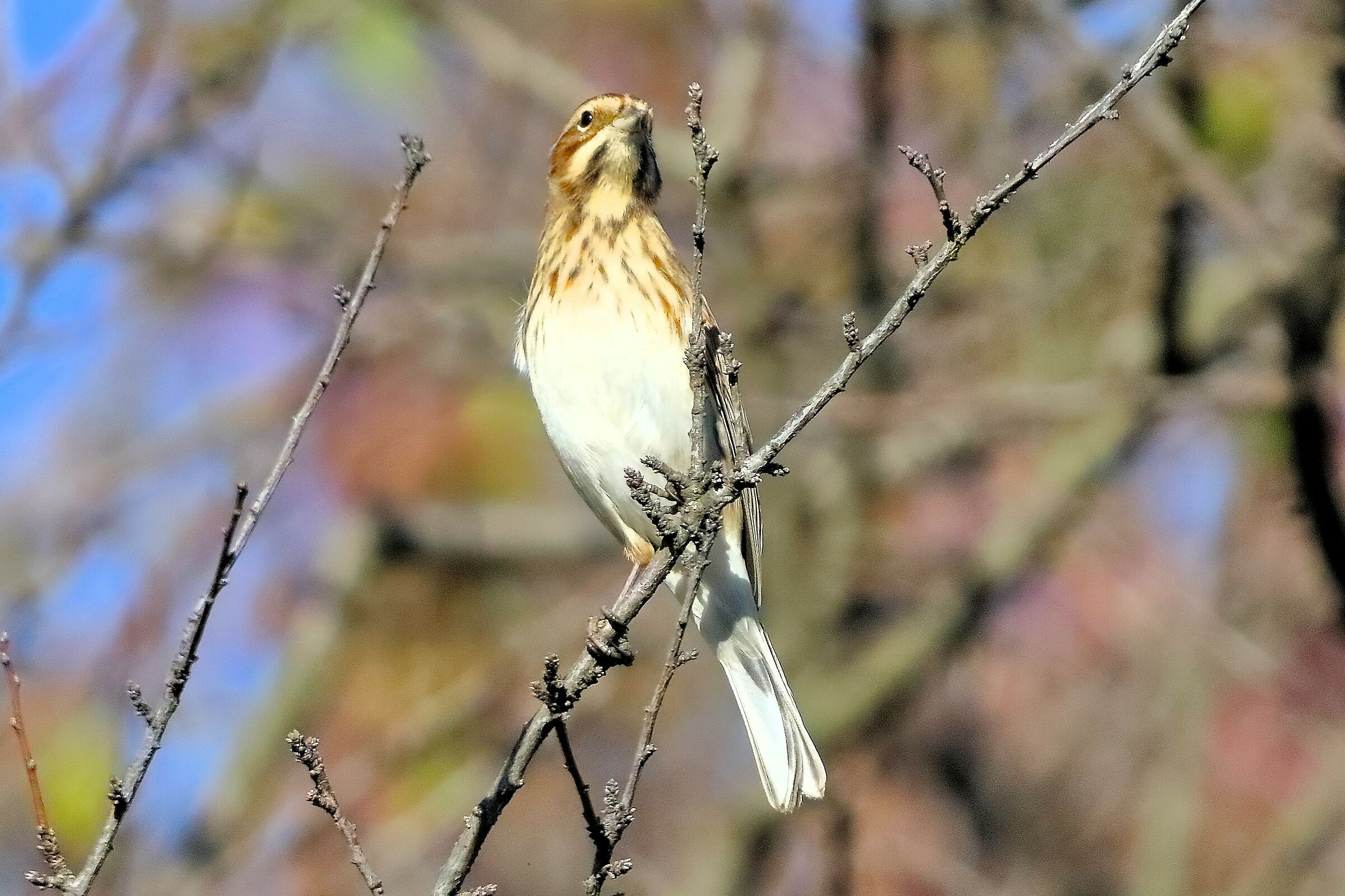 Migliarino 15-11-2023