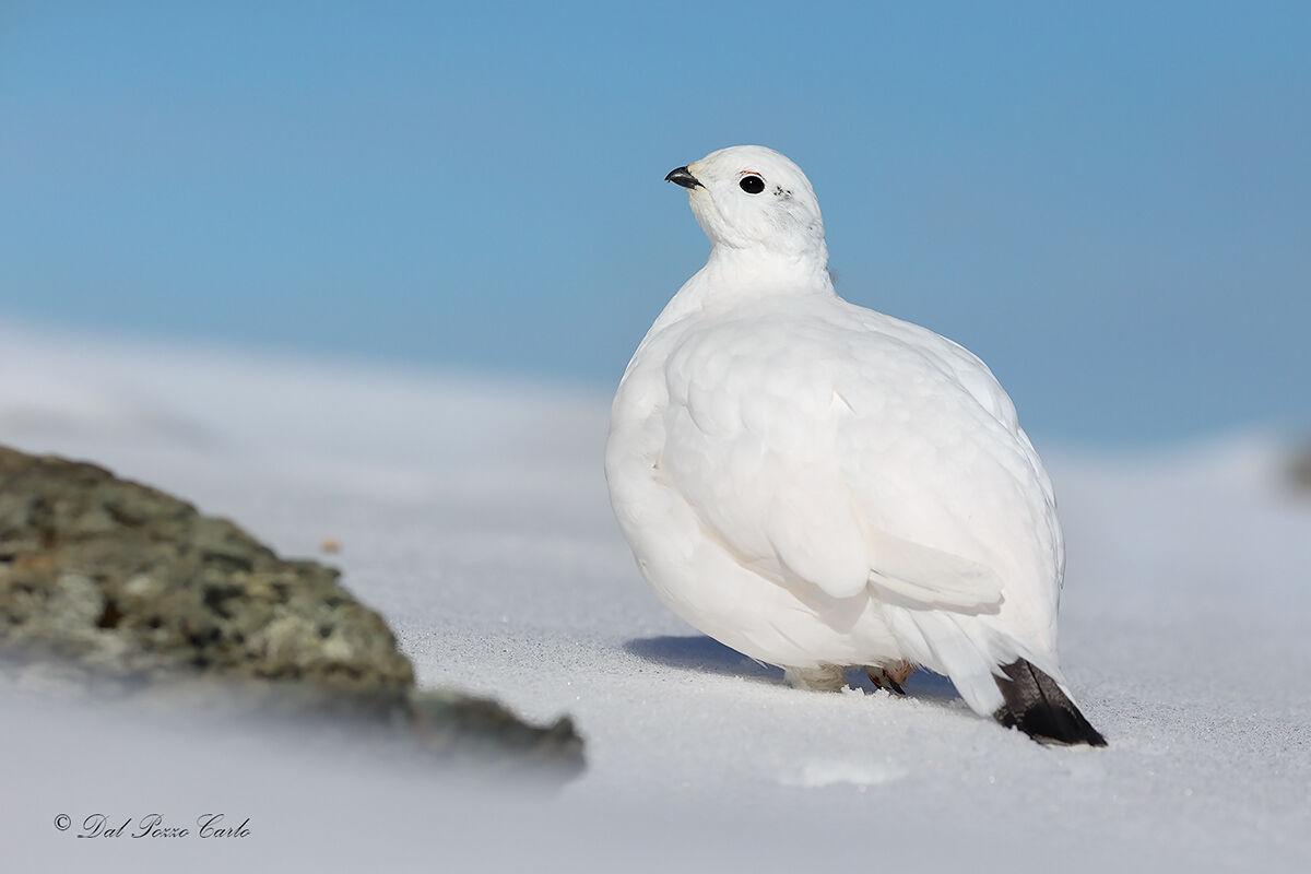 Ptarmigan(female)
