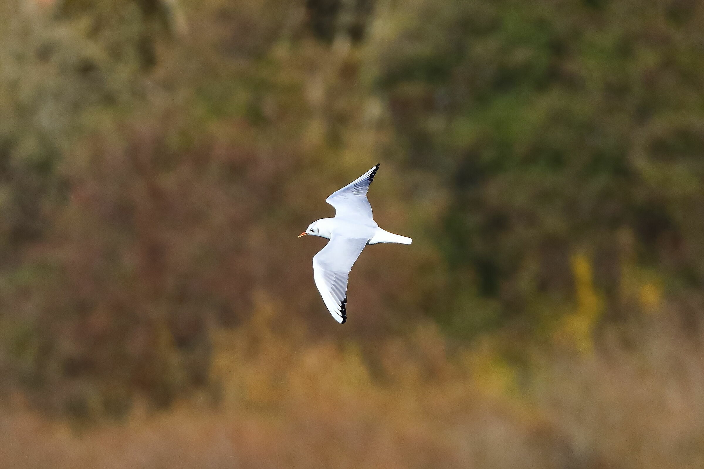 Seagull T 18-11-2023