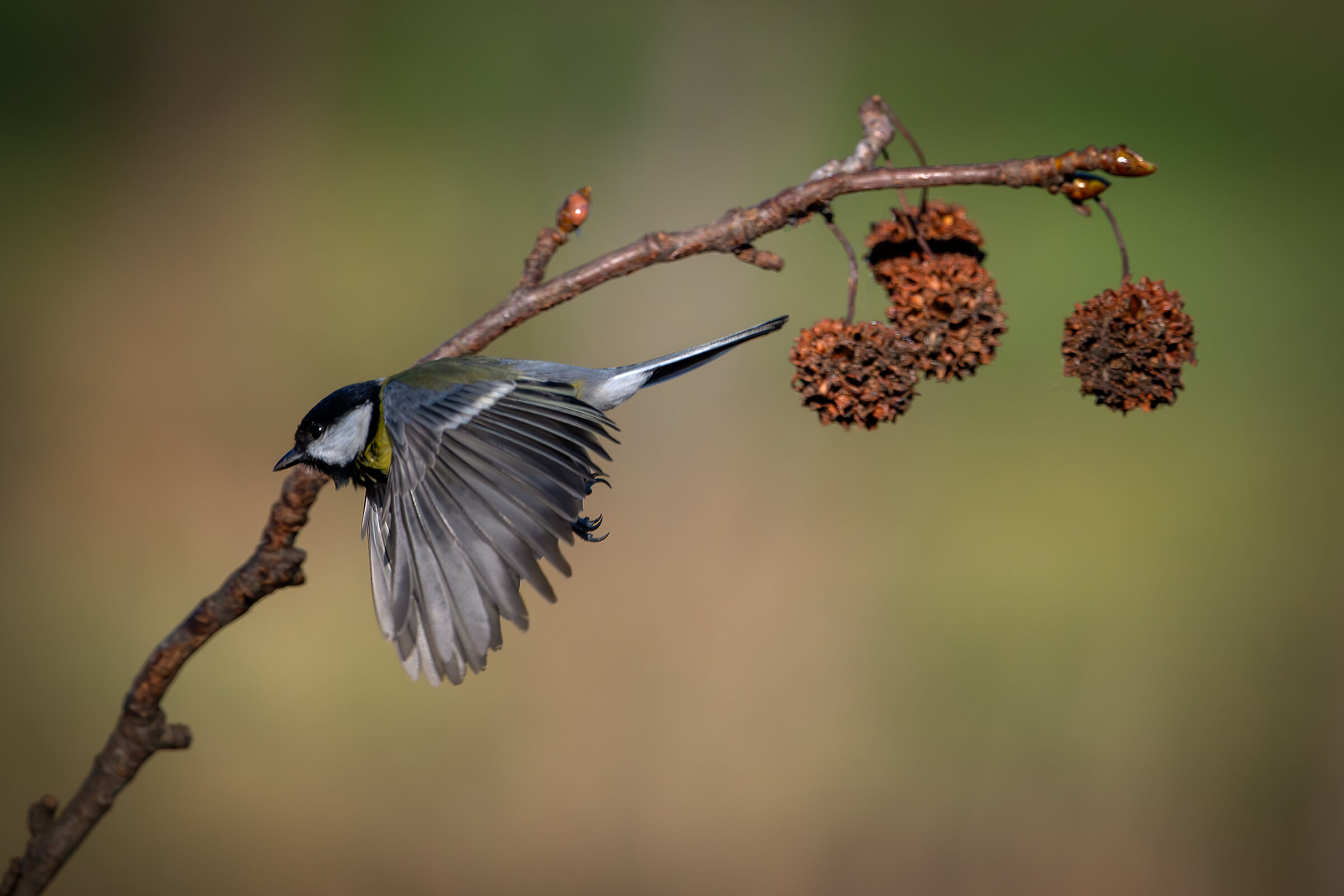 Cinciallegra #capannocora