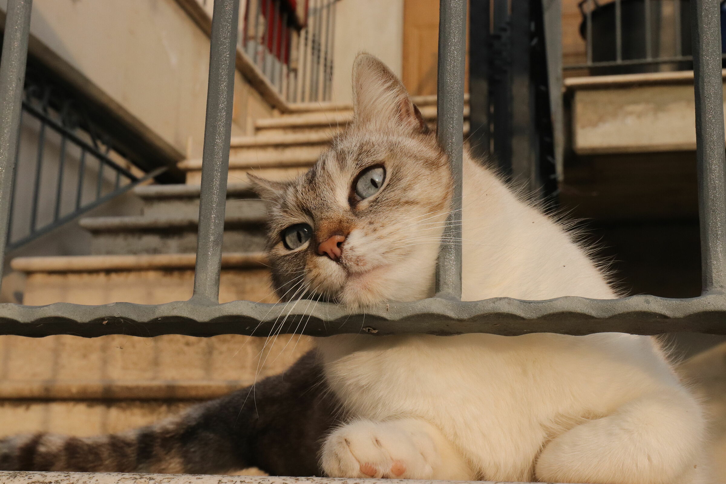 Il felino dagli occhi di ghiaccio