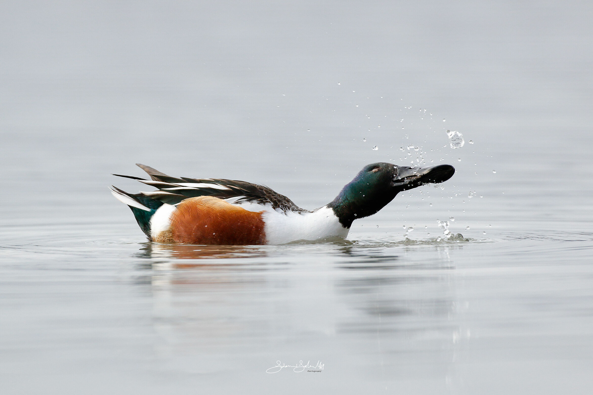 Refreshing (Spatula clypeata, Linnaeus, 1758)
