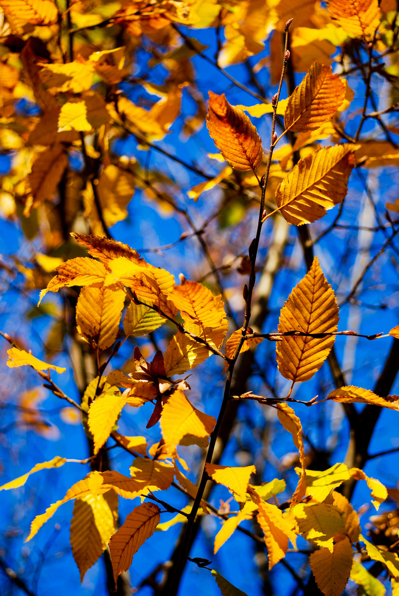 Autumn leaves