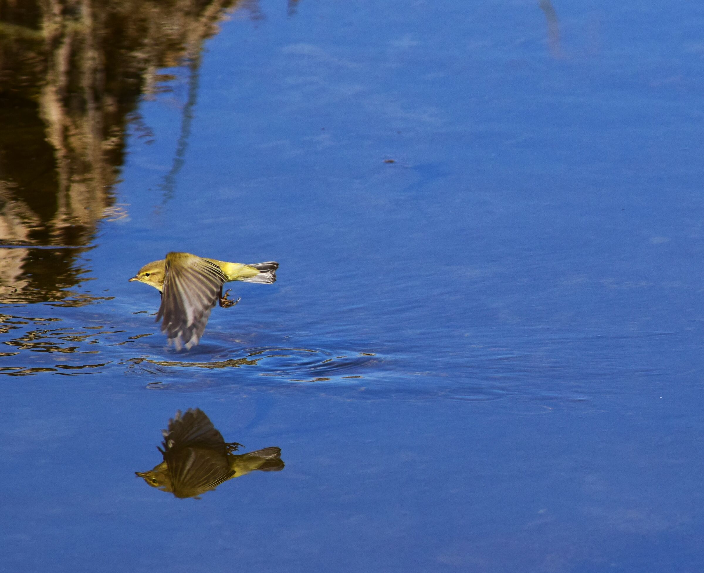 Volare a pelo d'acqua