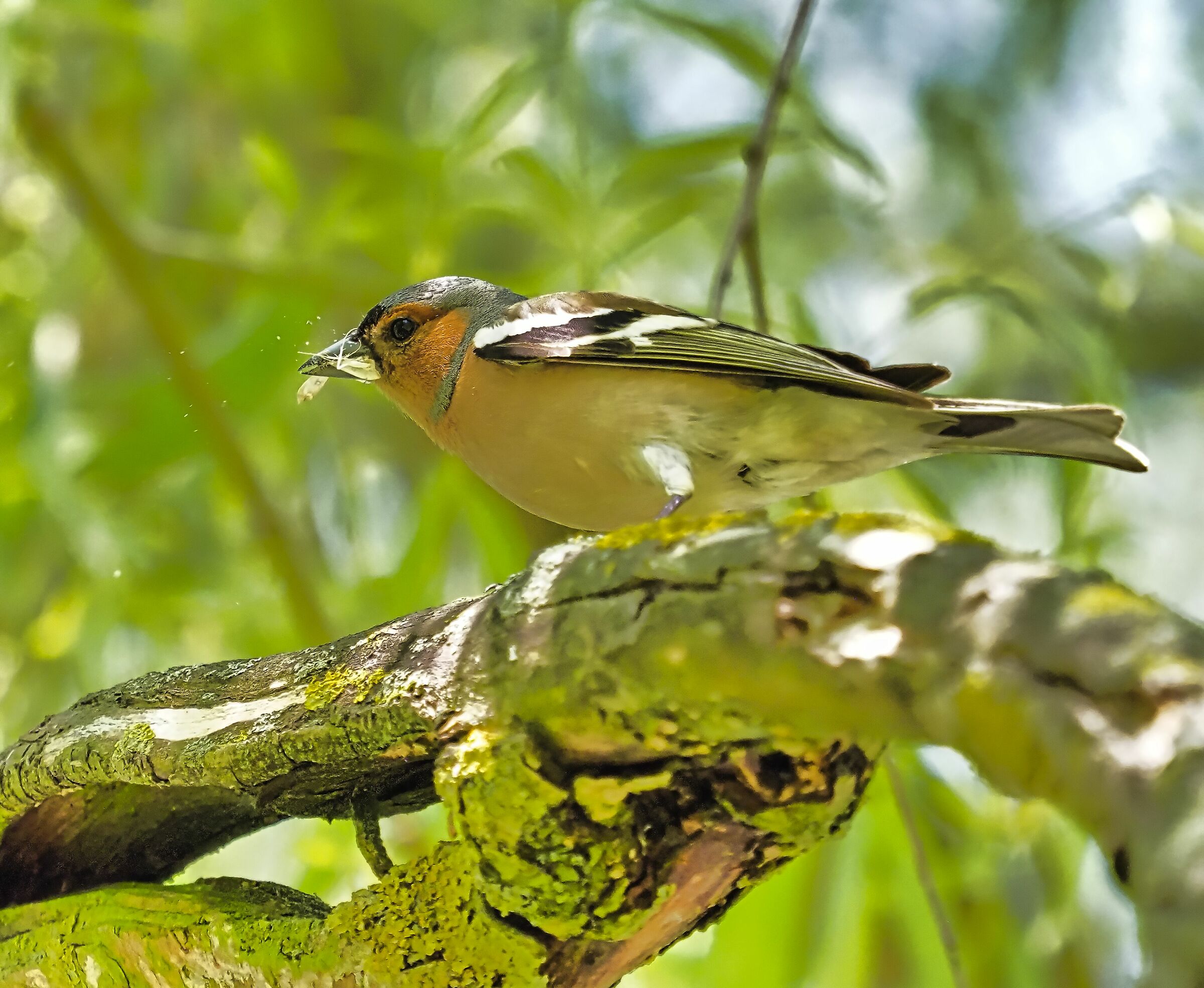 Chaffinch