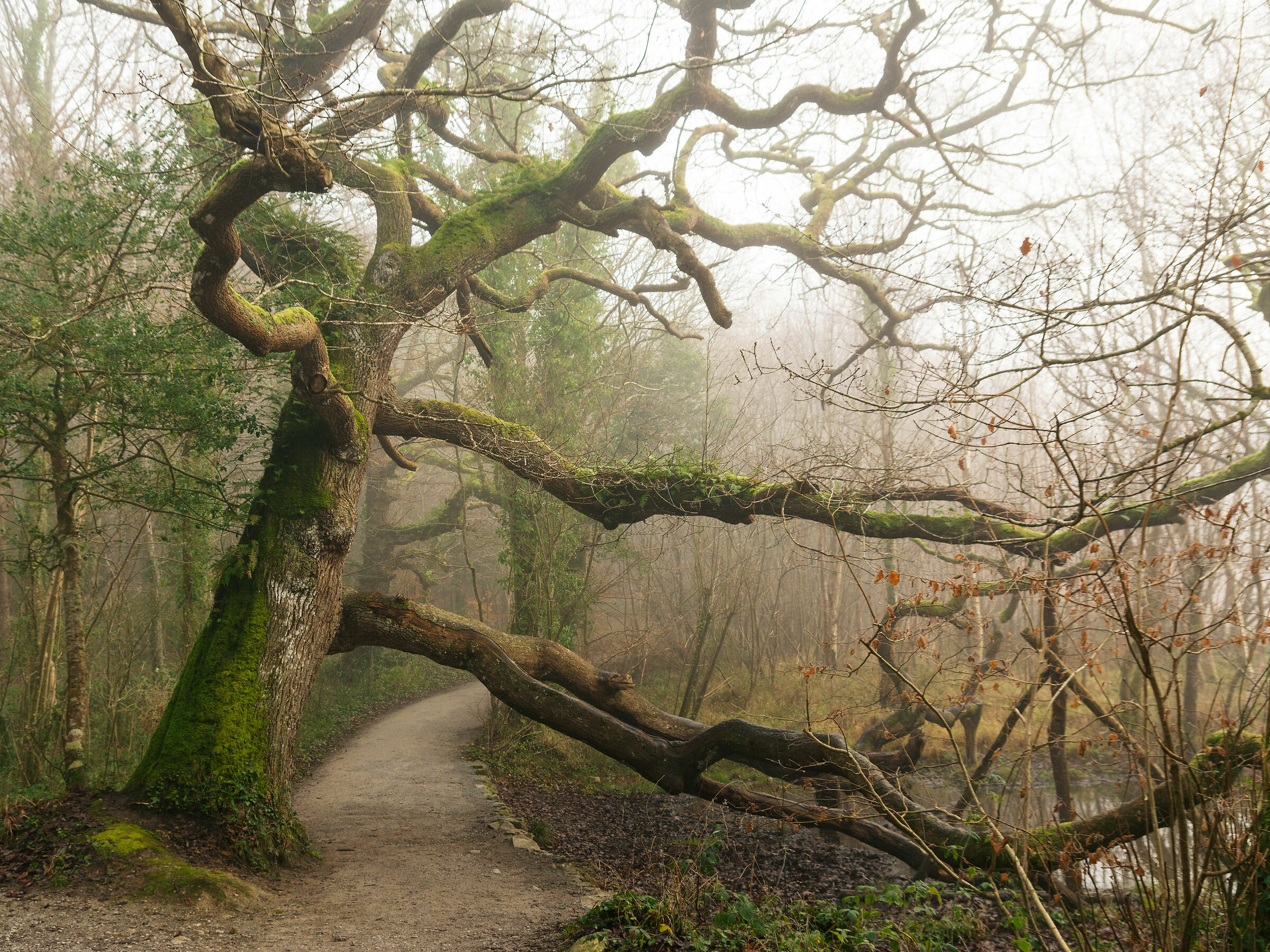 Quercia nella nebbia