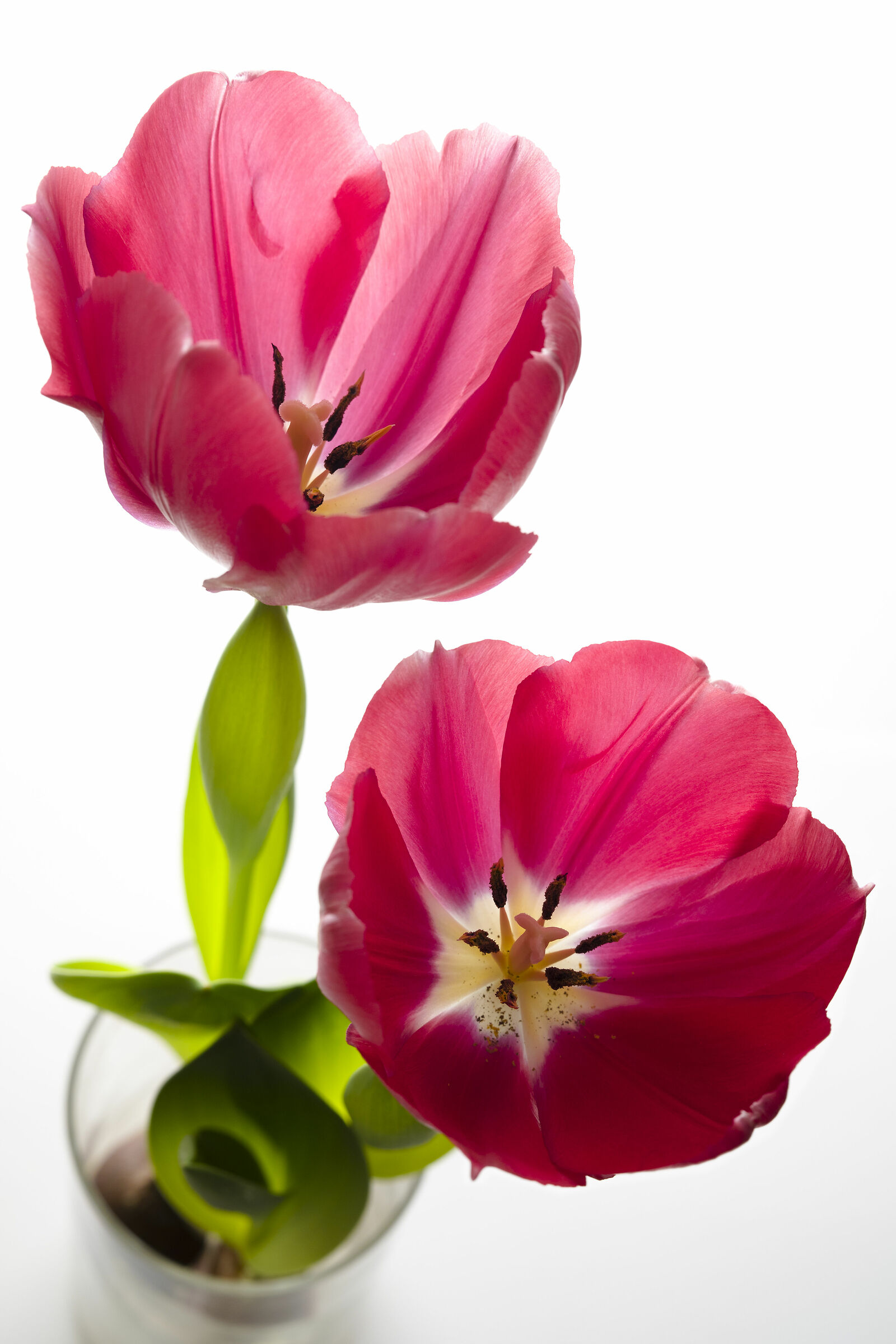 Tulipani