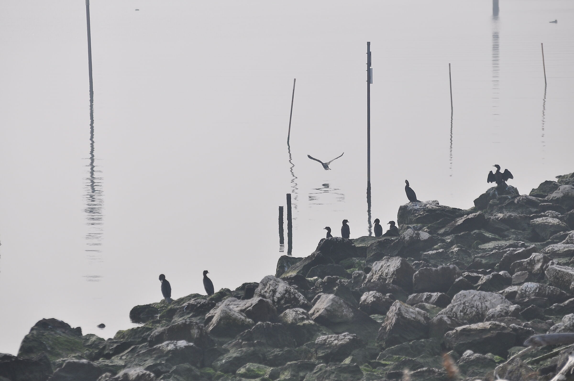 In un giorno di nebbia ...