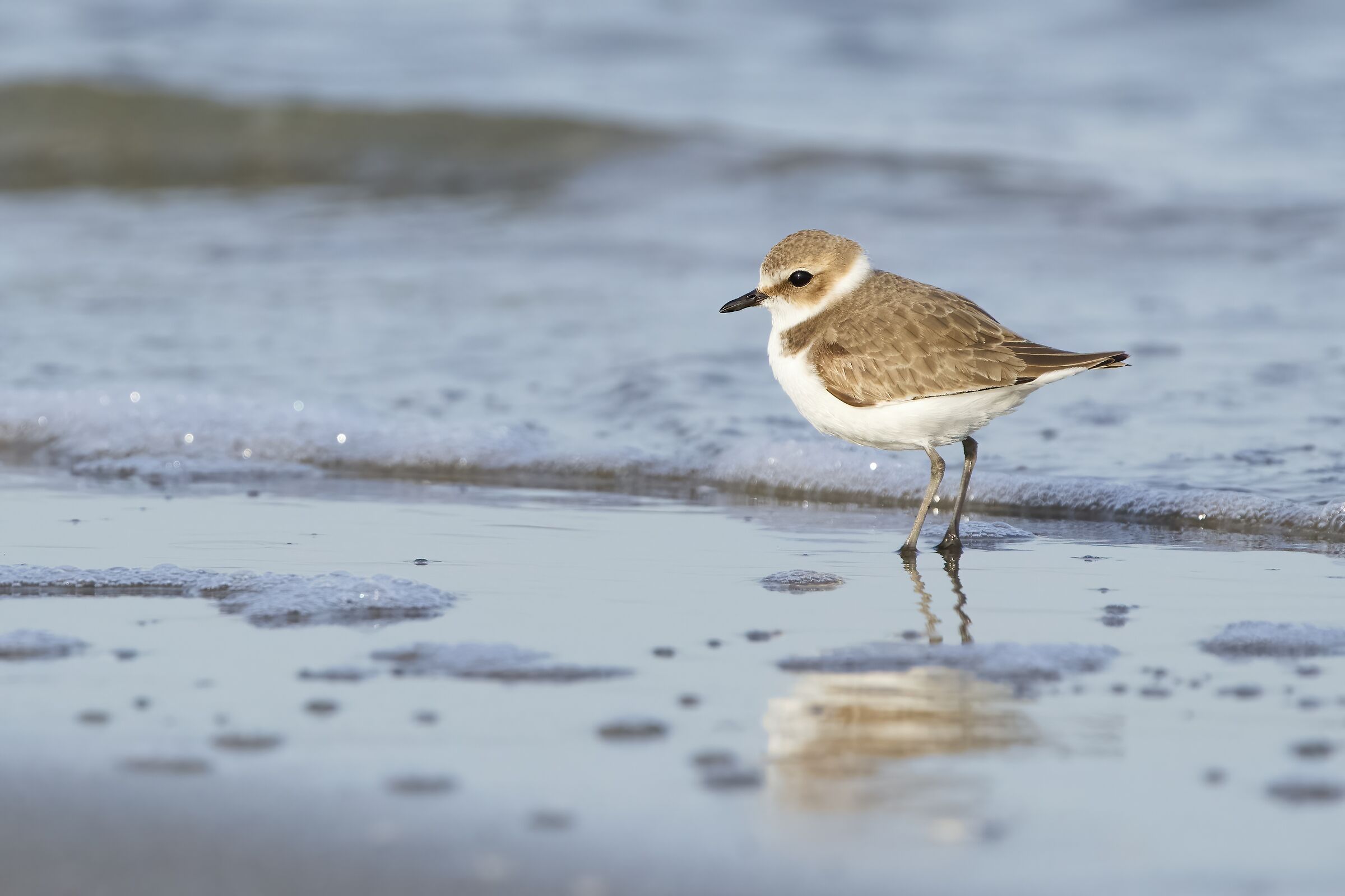 Plover (Charadrius alexandrinus)