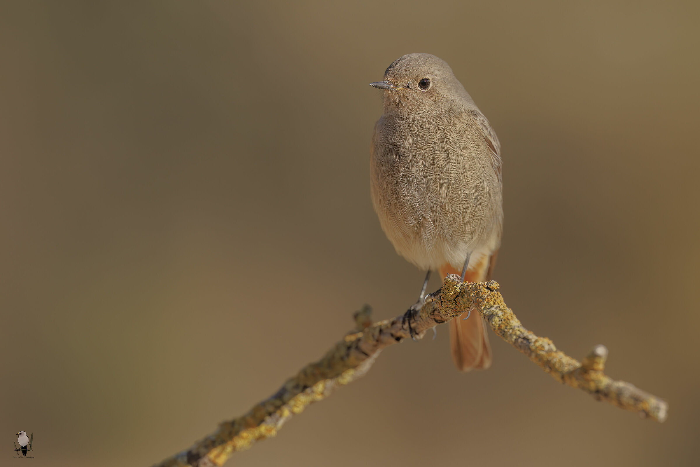 Codirosso spazzacamino&female;
