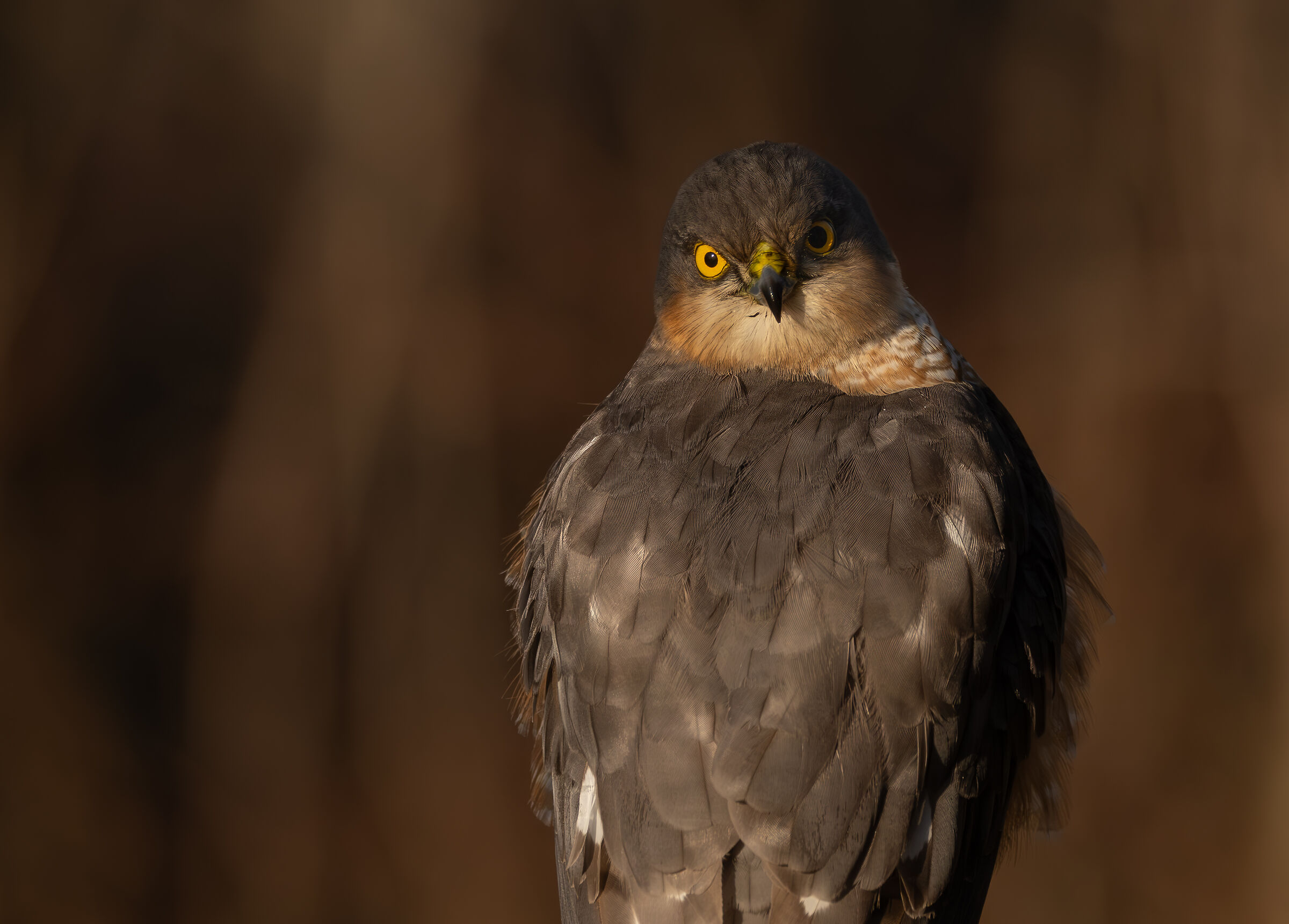 sparviere senza torcicollo