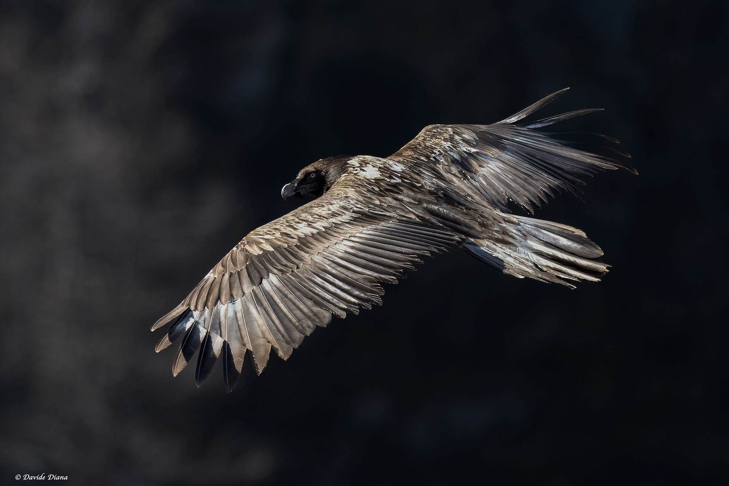 Gypaetus barbatus - Gran Paradiso National Park