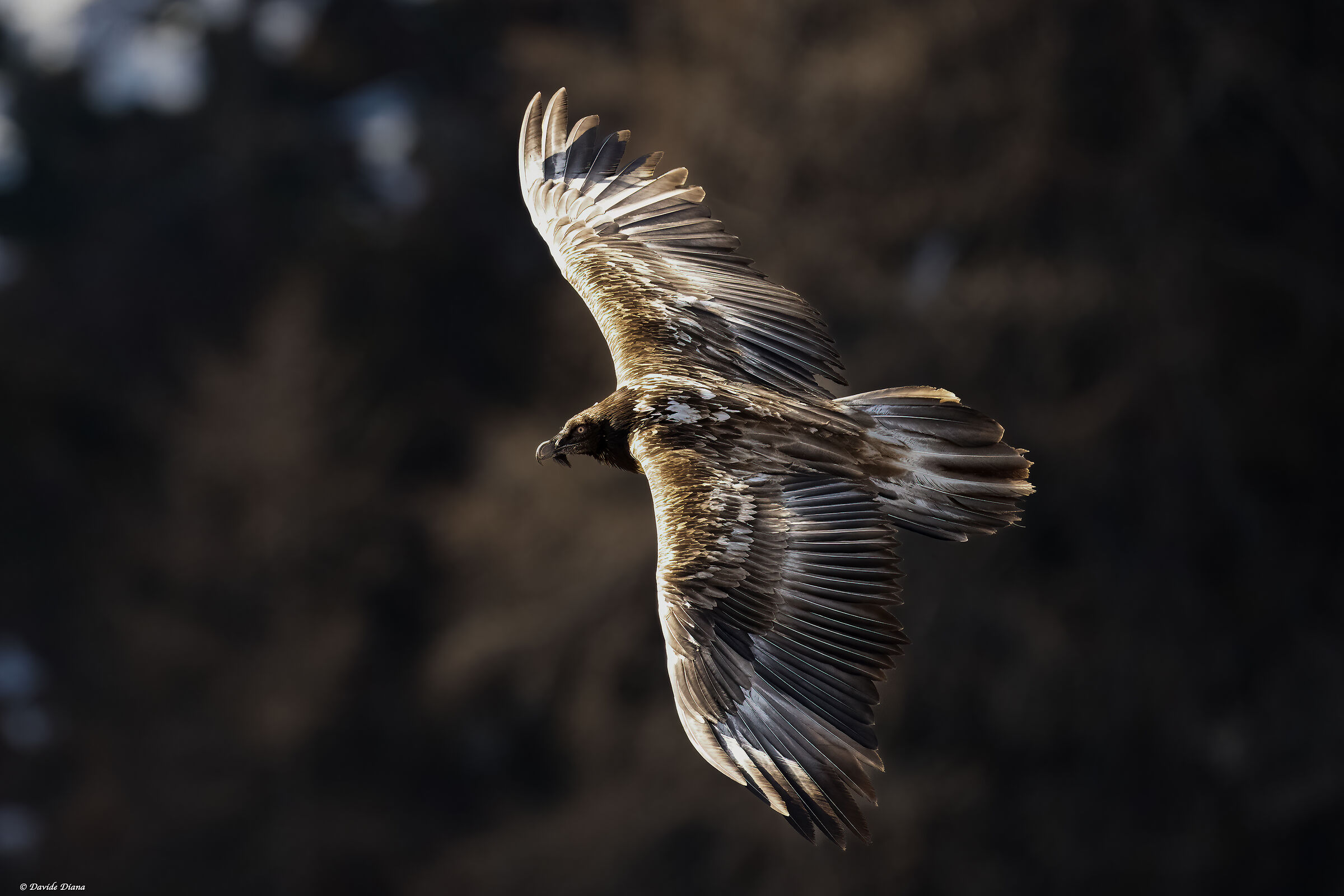 Gypaetus barbatus - Gran Paradiso National Park