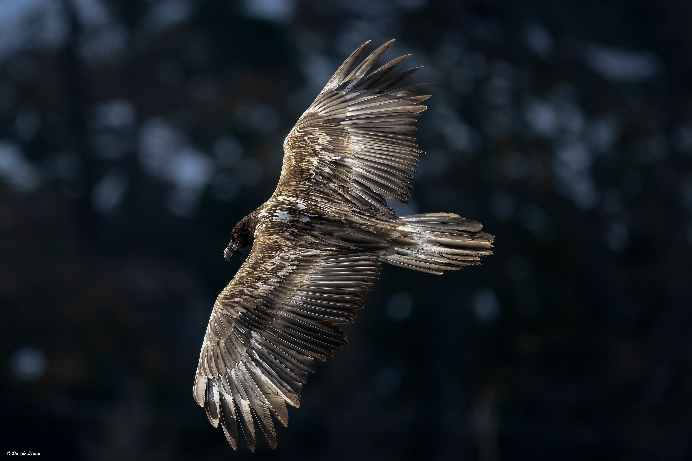 Gypaetus barbatus - Gran Paradiso National Park