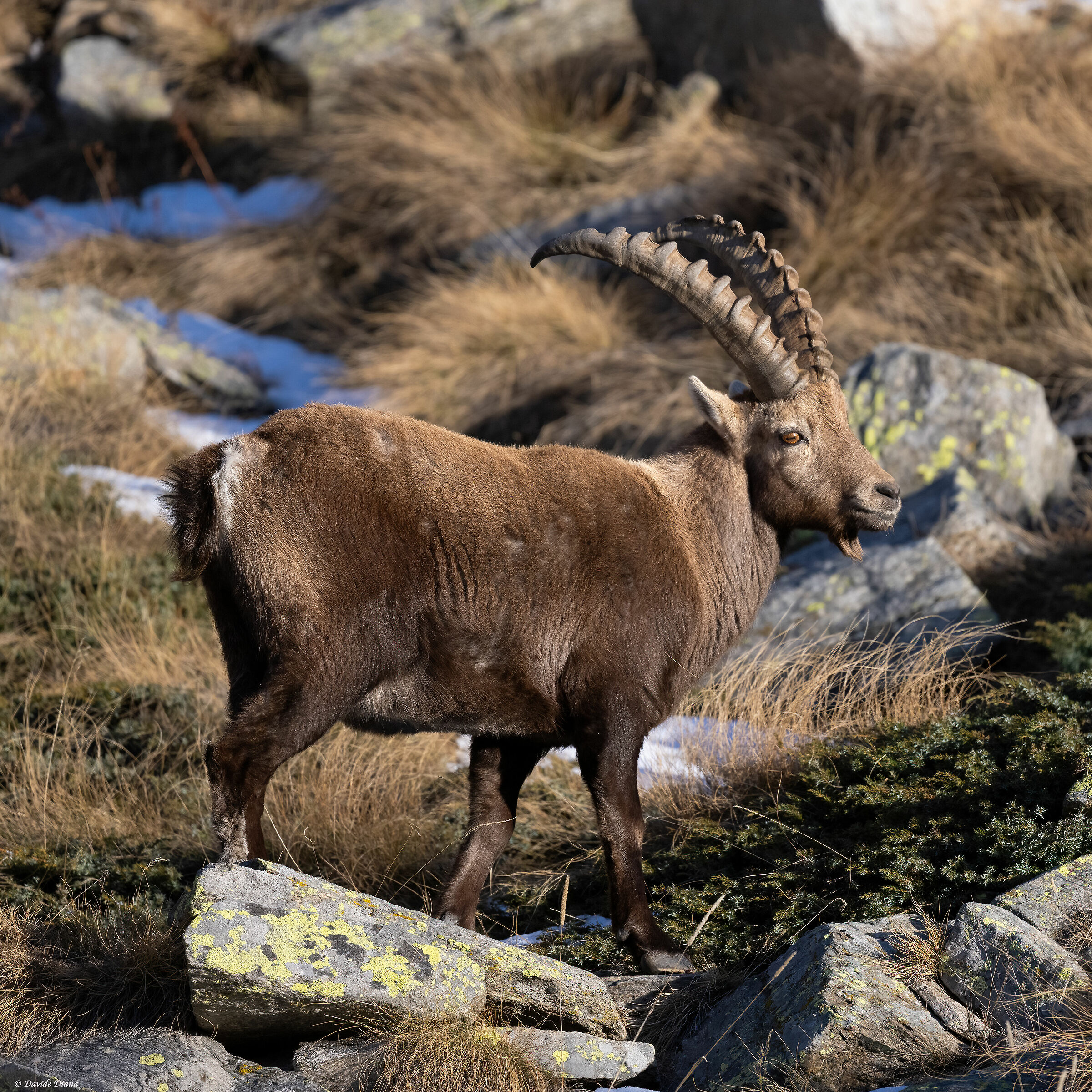 Ibex - Gran Paradiso National Park