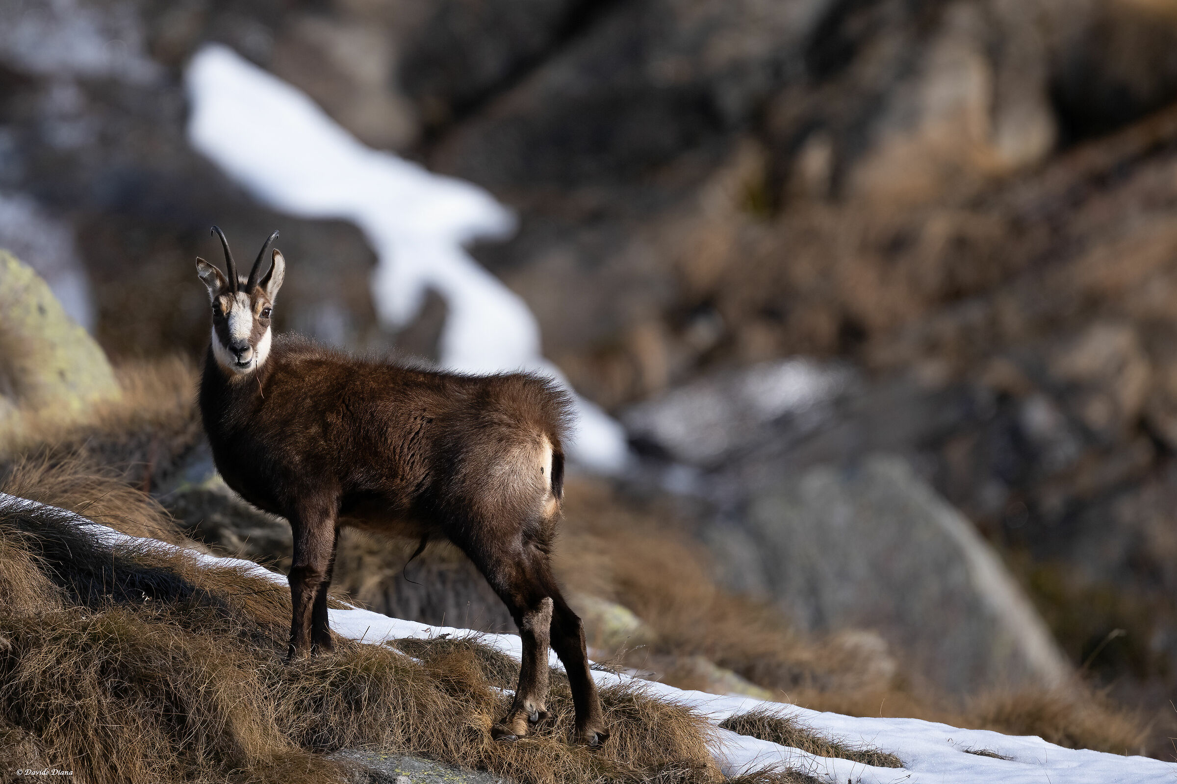 Chamois - Gran Paradiso National Park