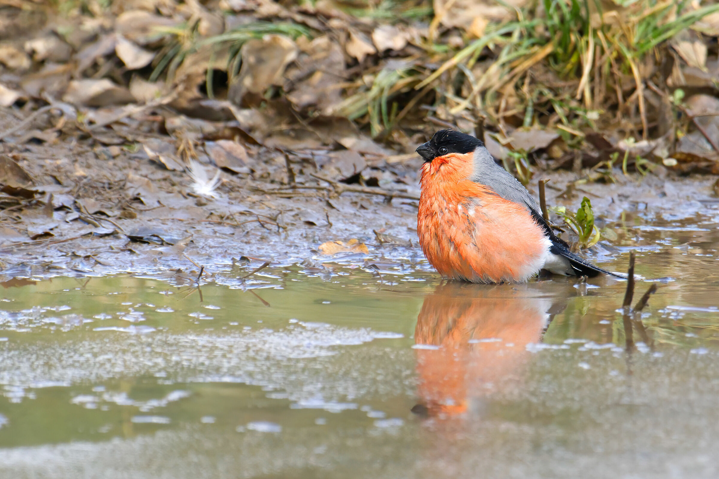 Ciuffolotto al bagno