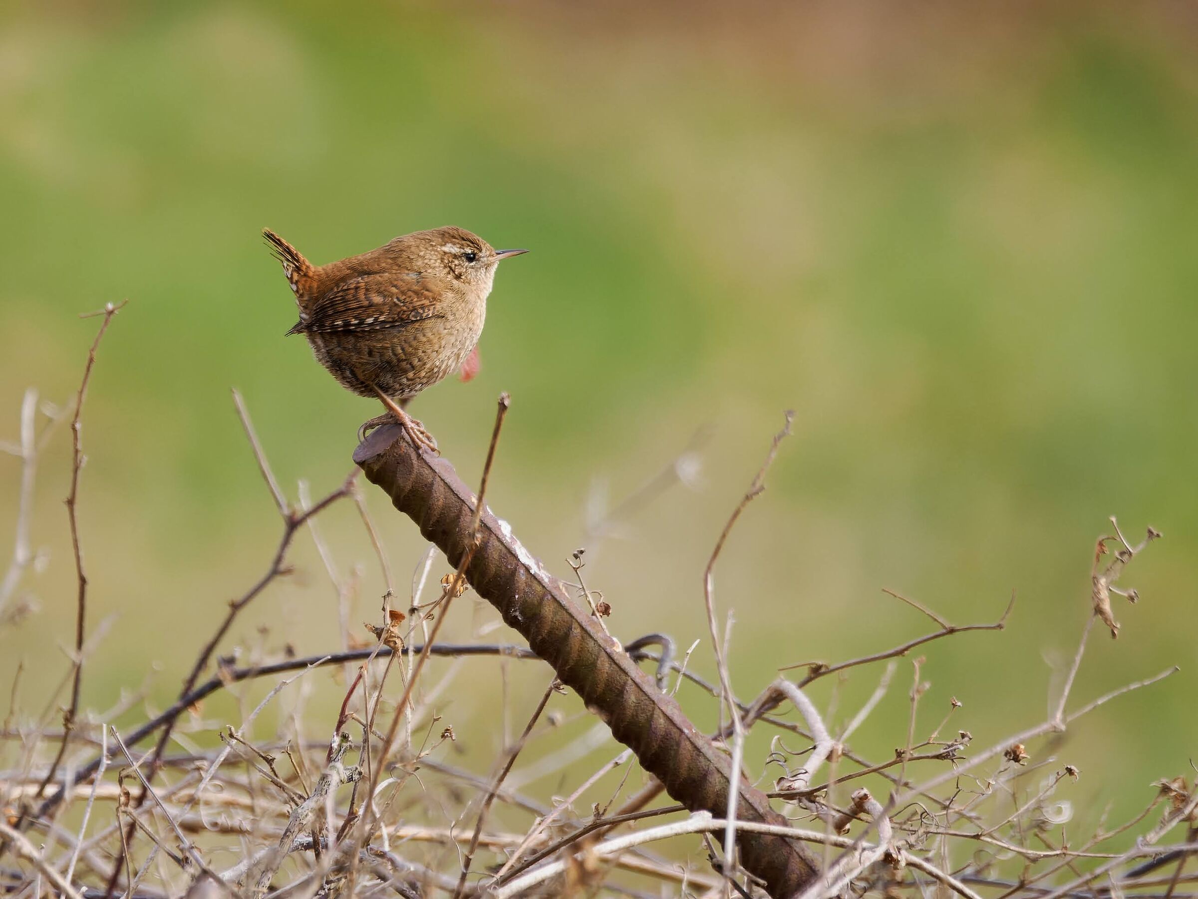 Wren (anti-seismic perch)