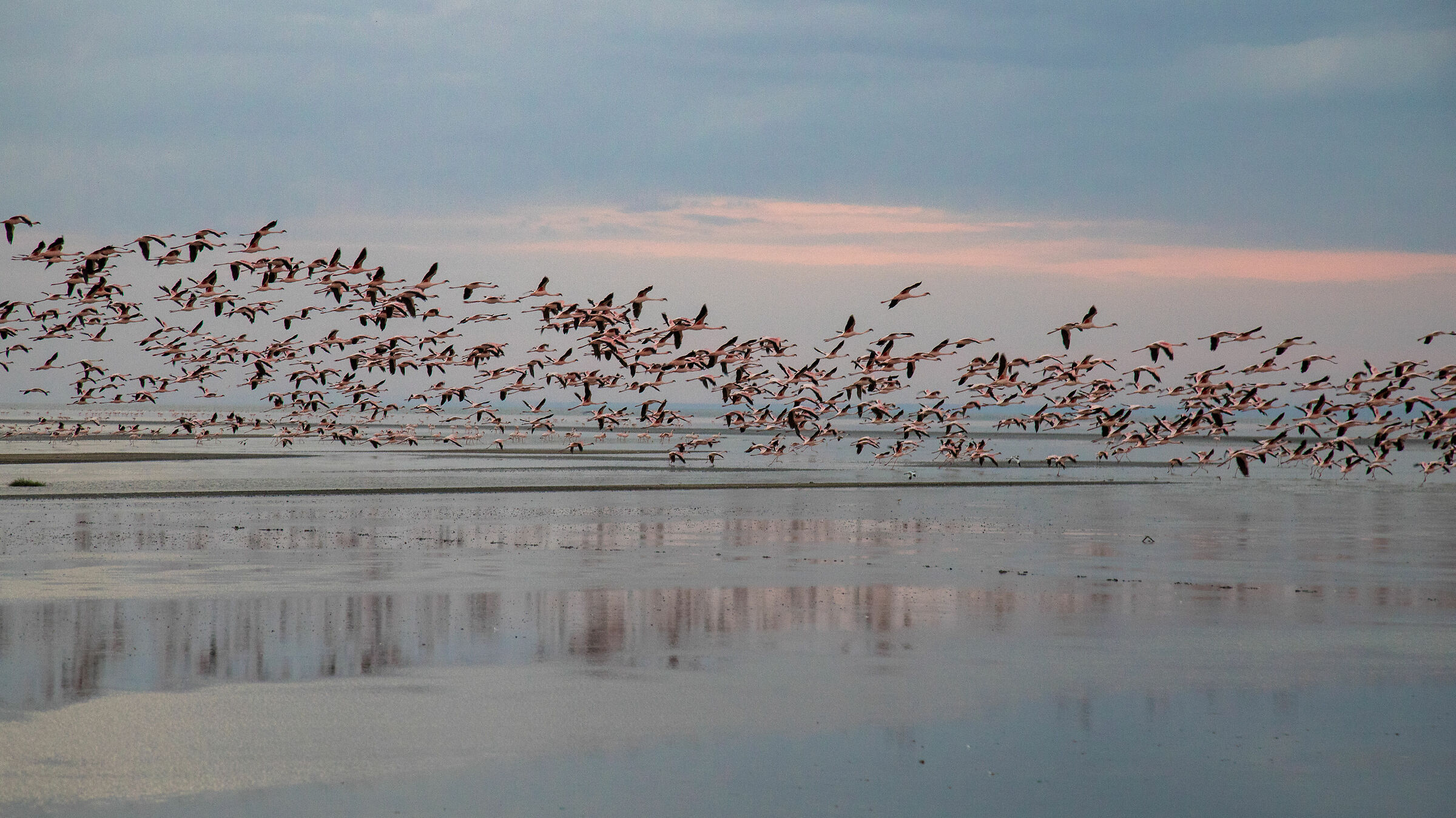 Il Volo dei fenicotteri al Natron