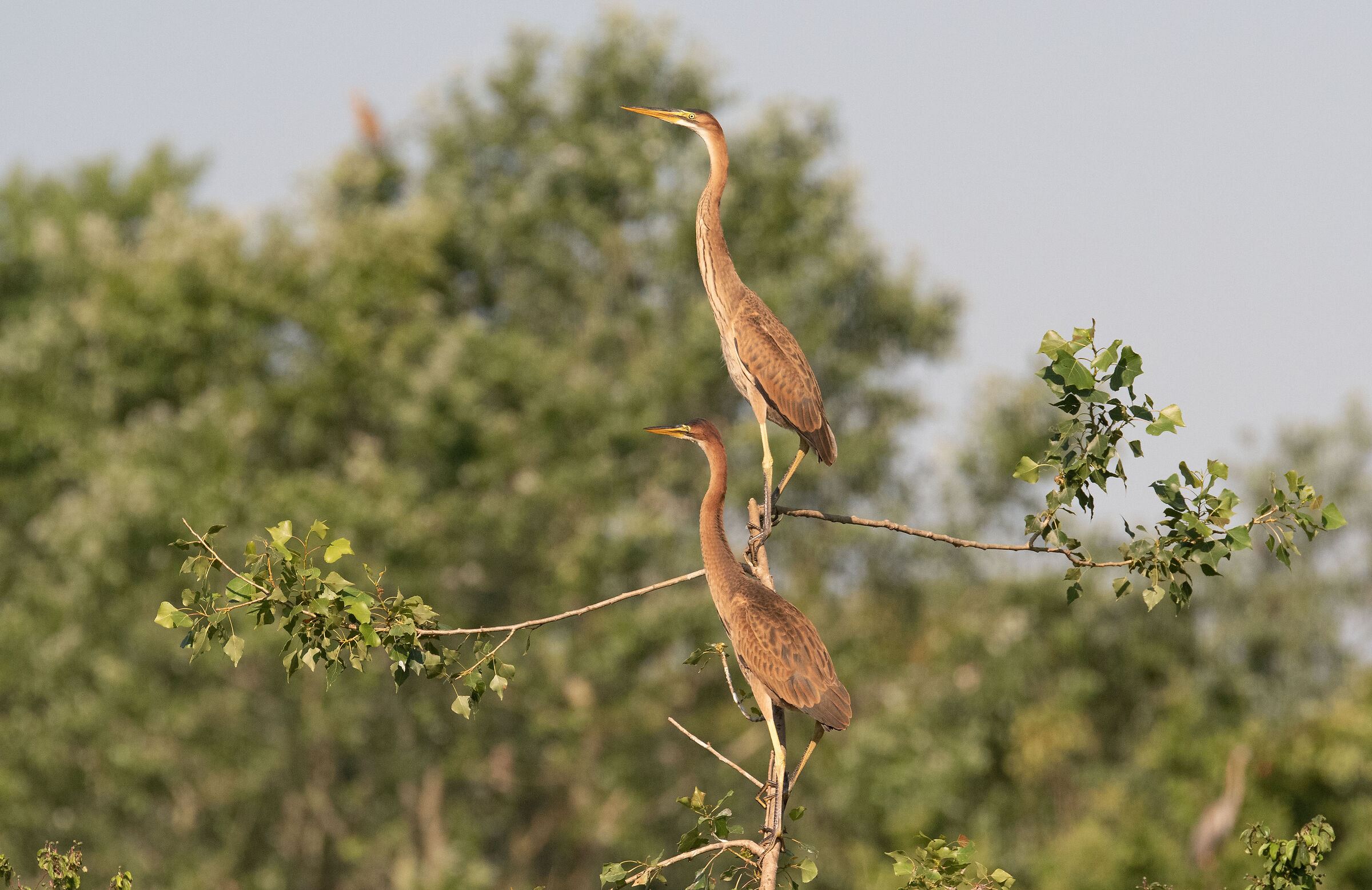 giovani aironi rossi