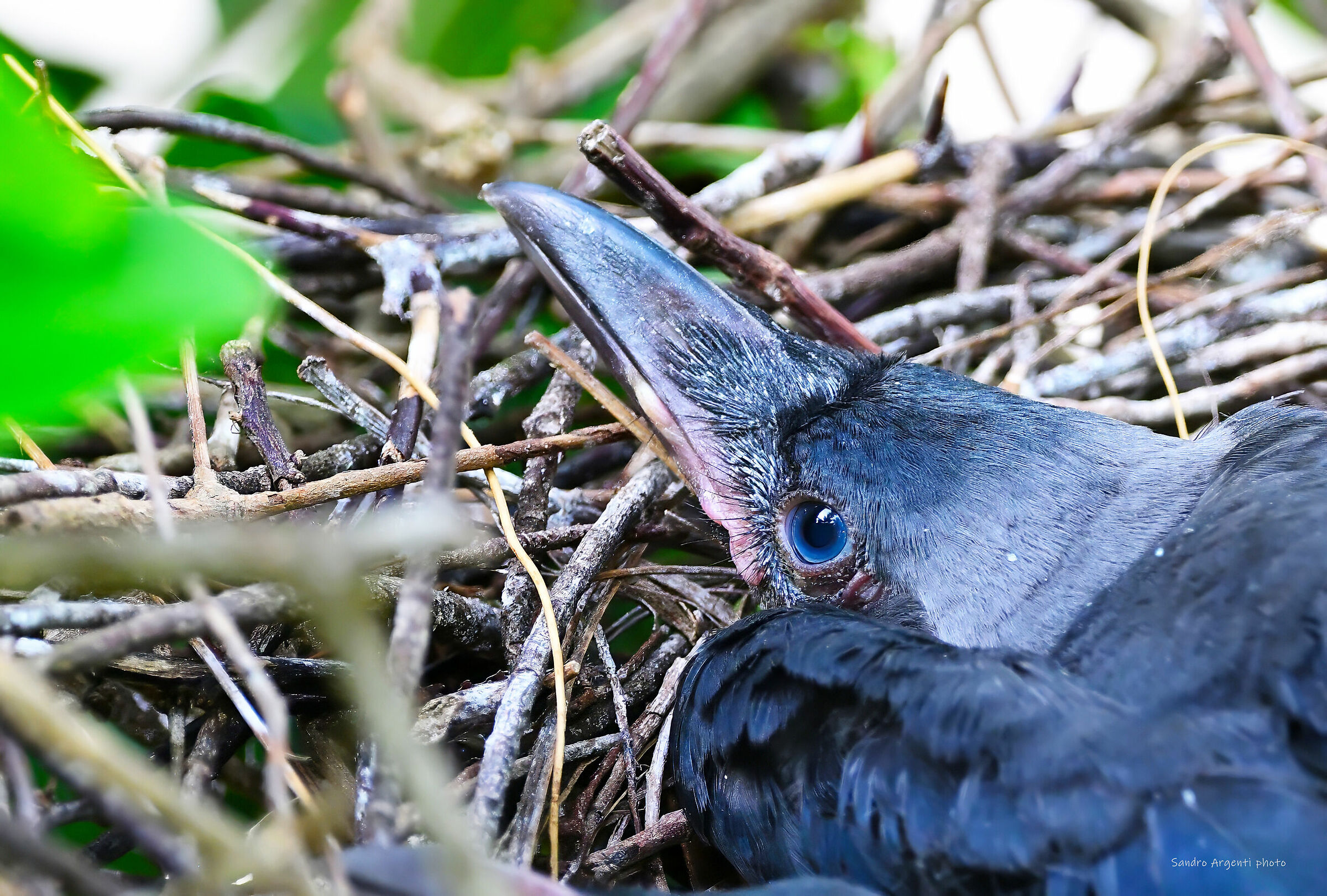 Gli occhi attenti di un "cucciolo" di Corvo collog...