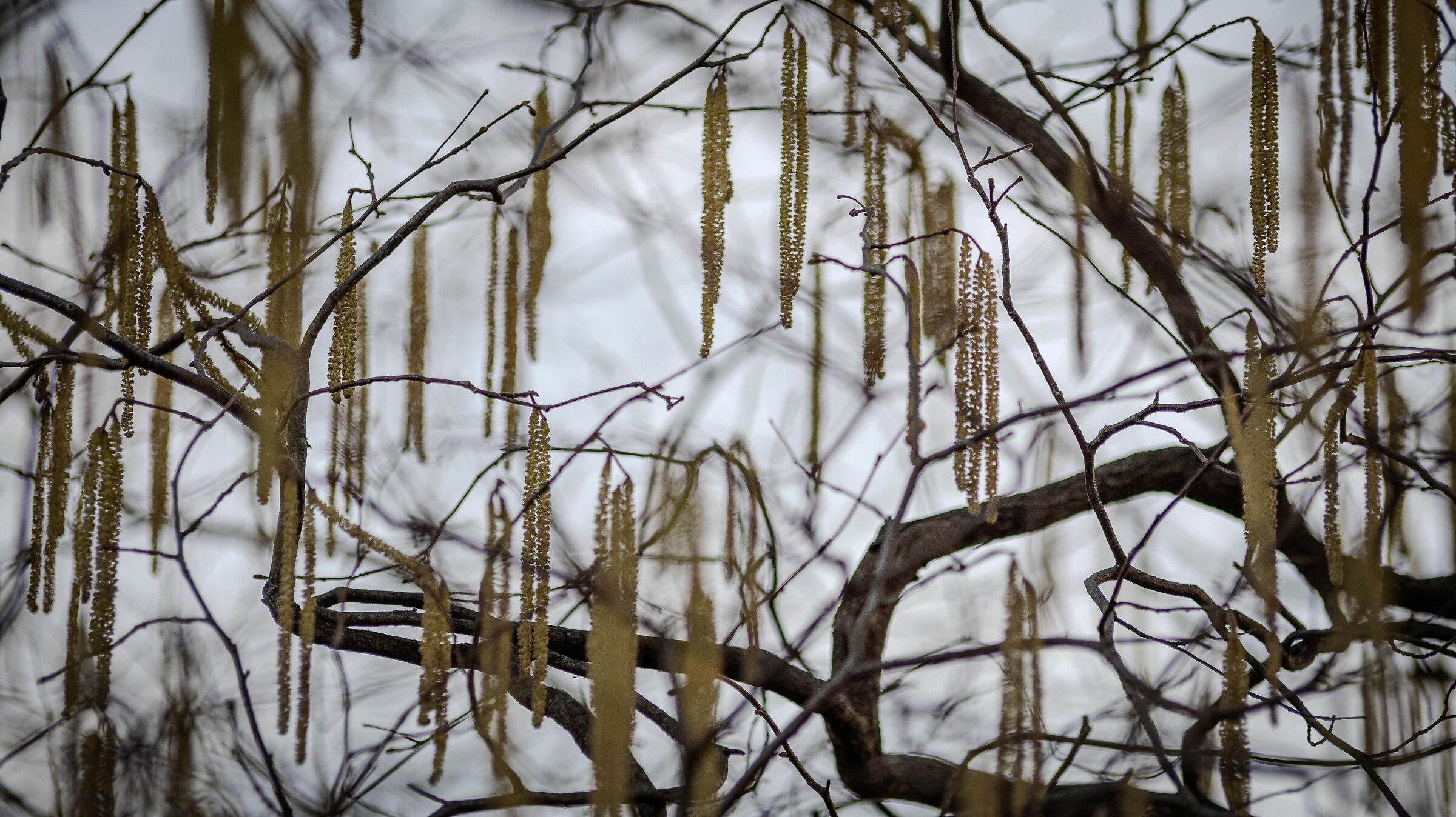 Winter life