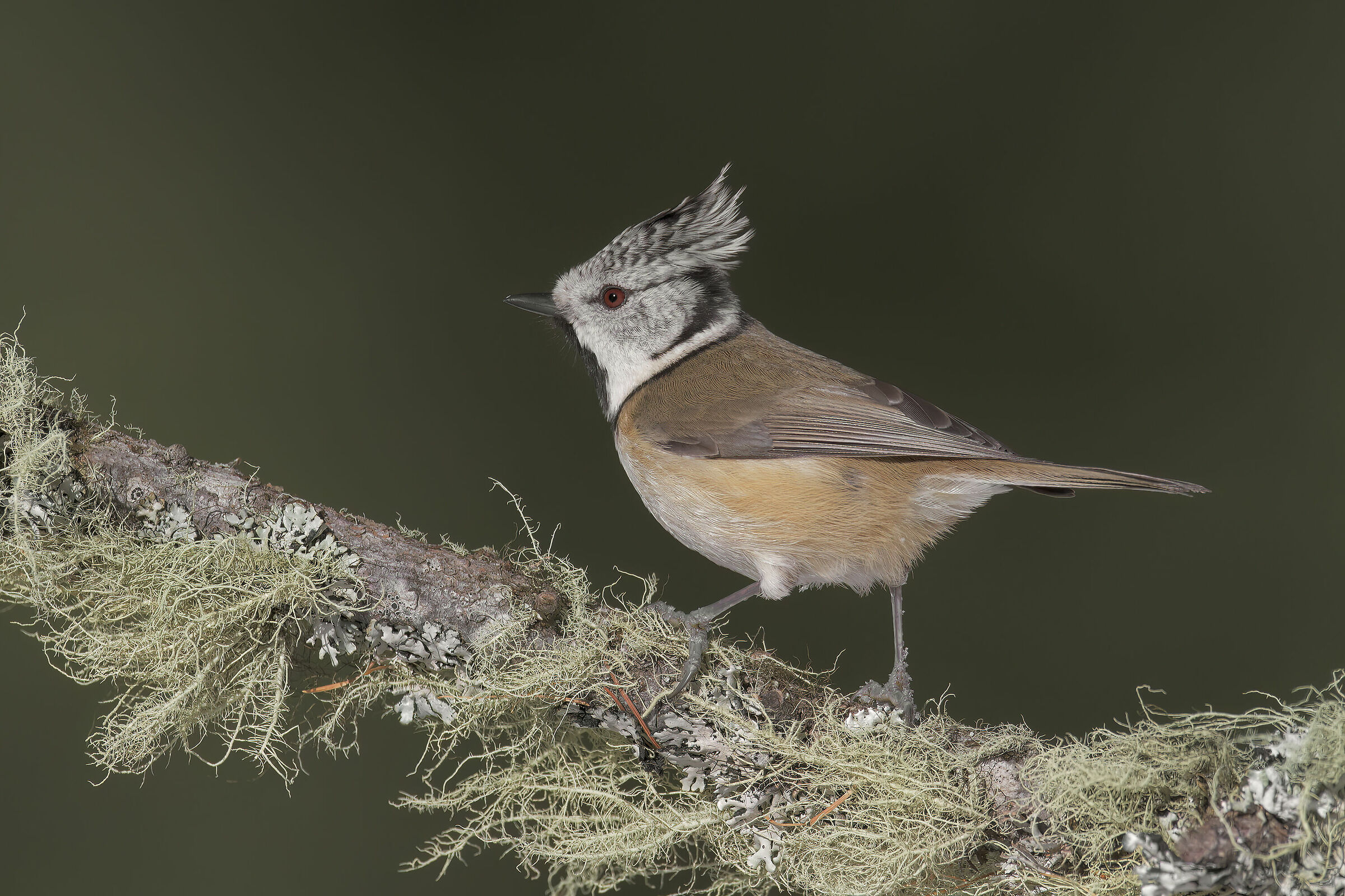 Tufted