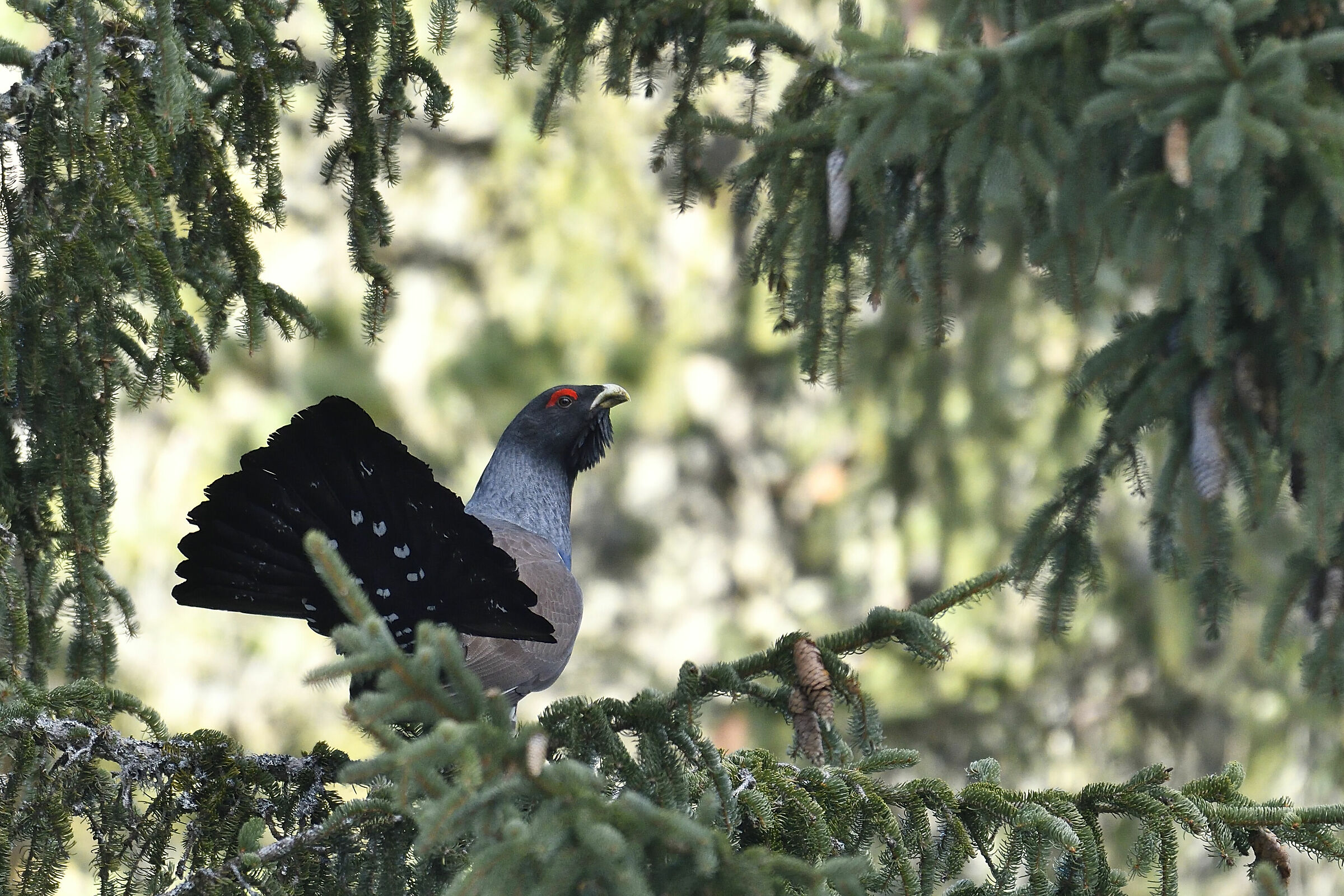 Lucky encounter in the forest.