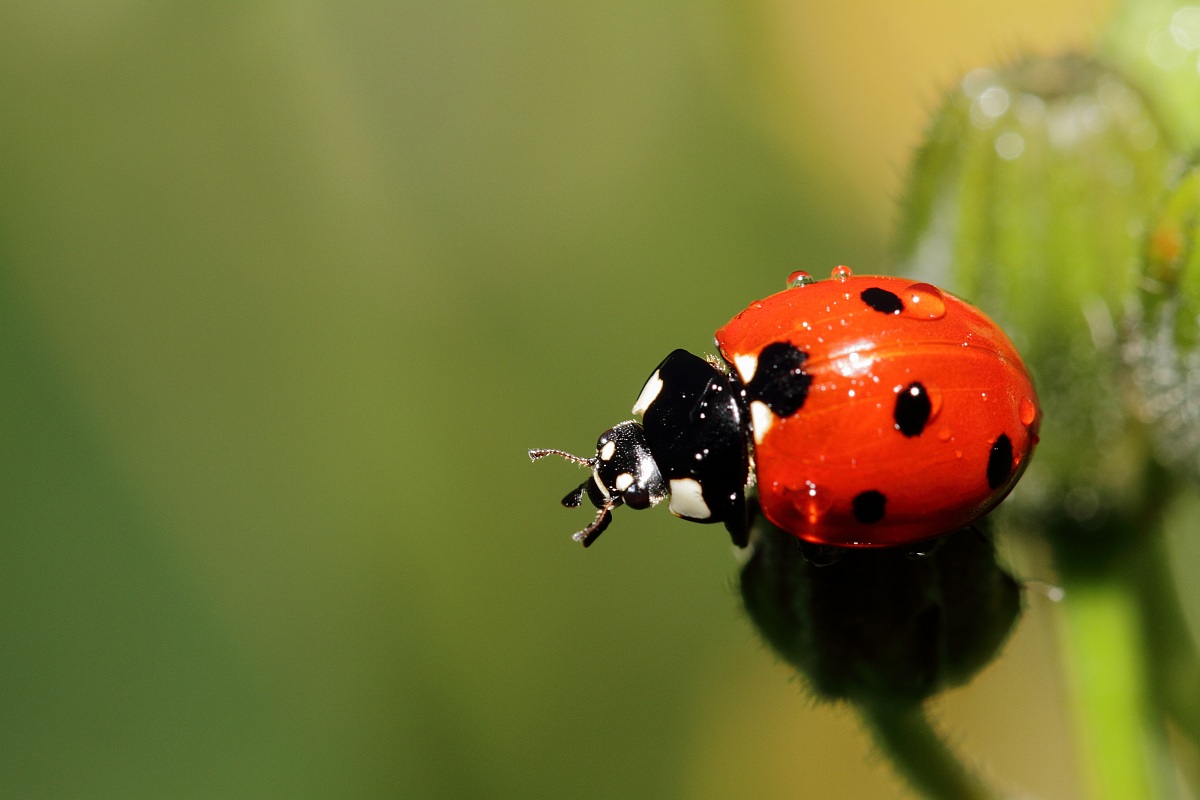 coccinella
