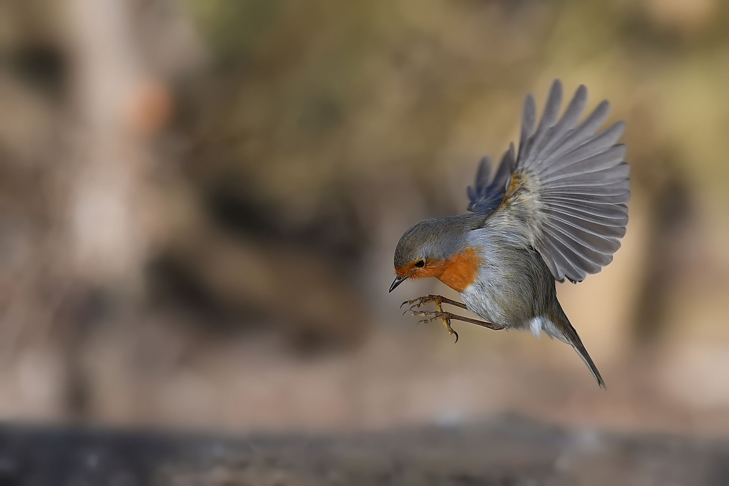 robin