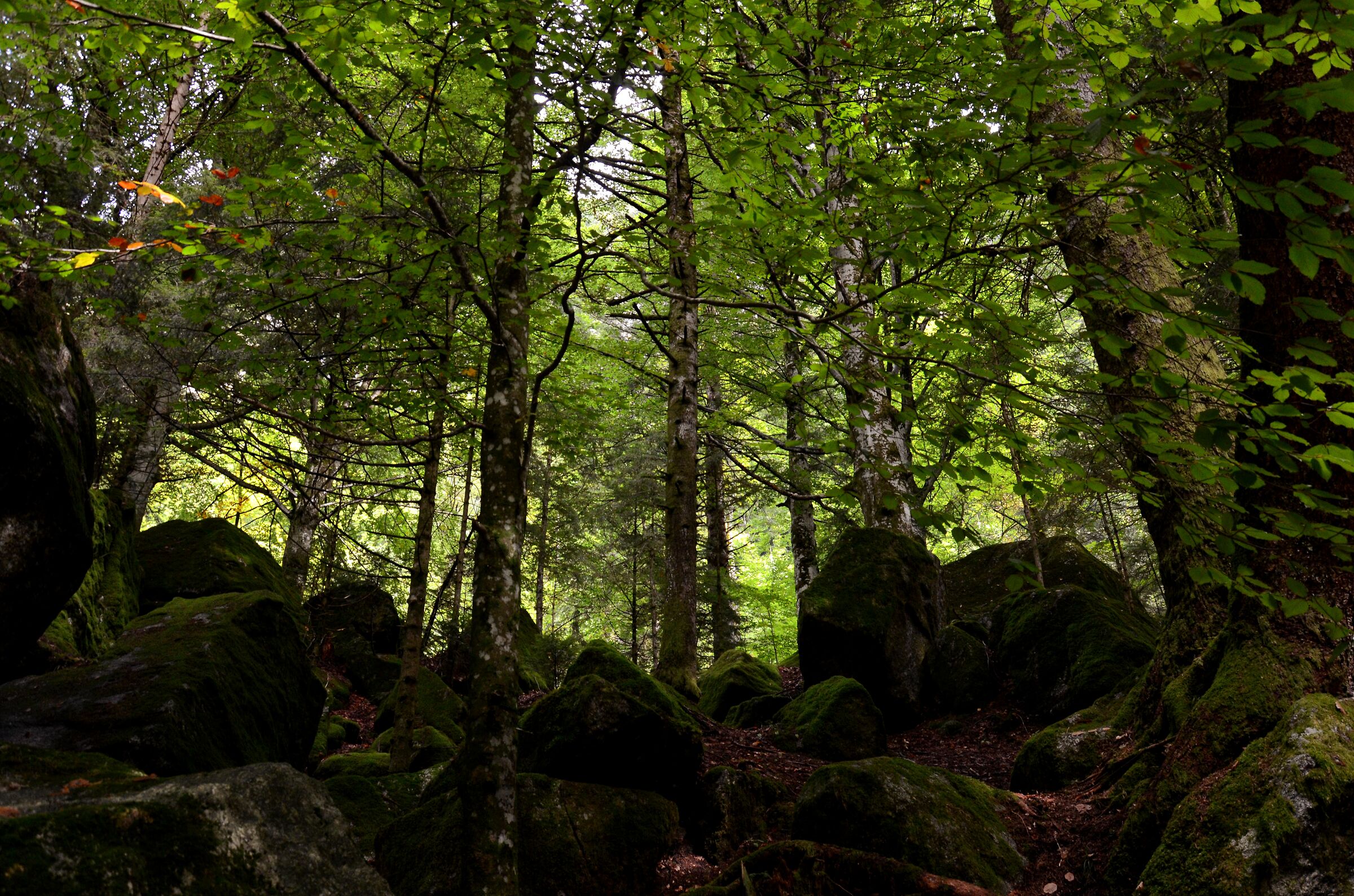 Dark Forest