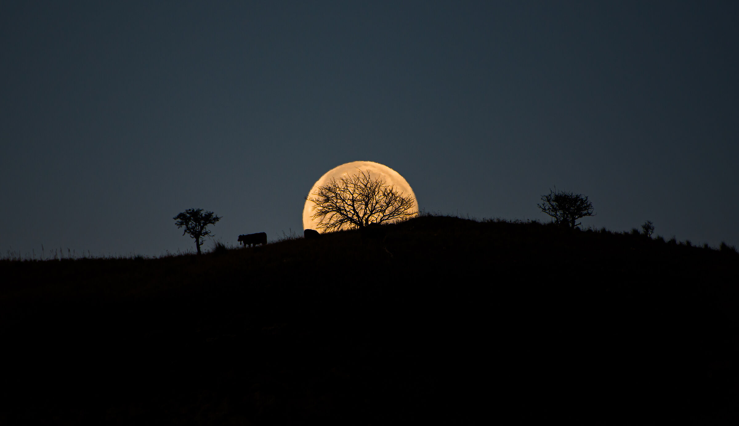 The tree of life, the moon and its " inhabitants "