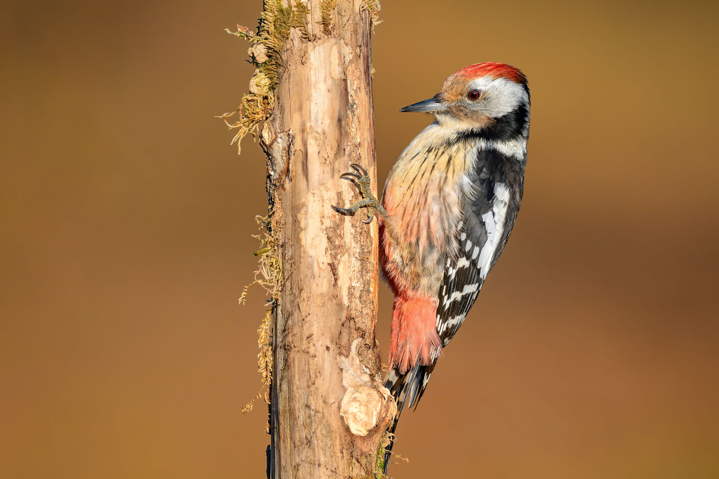Middle spotted woodpecker