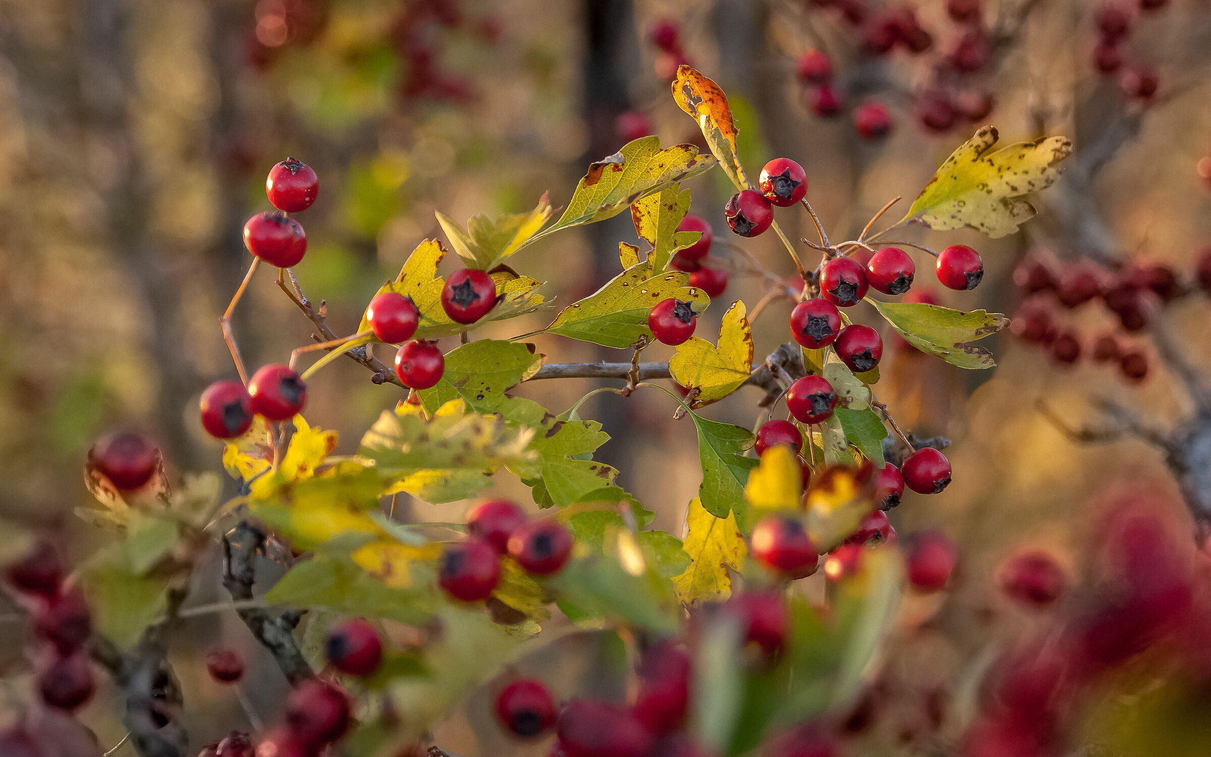 Hawthorn Berries