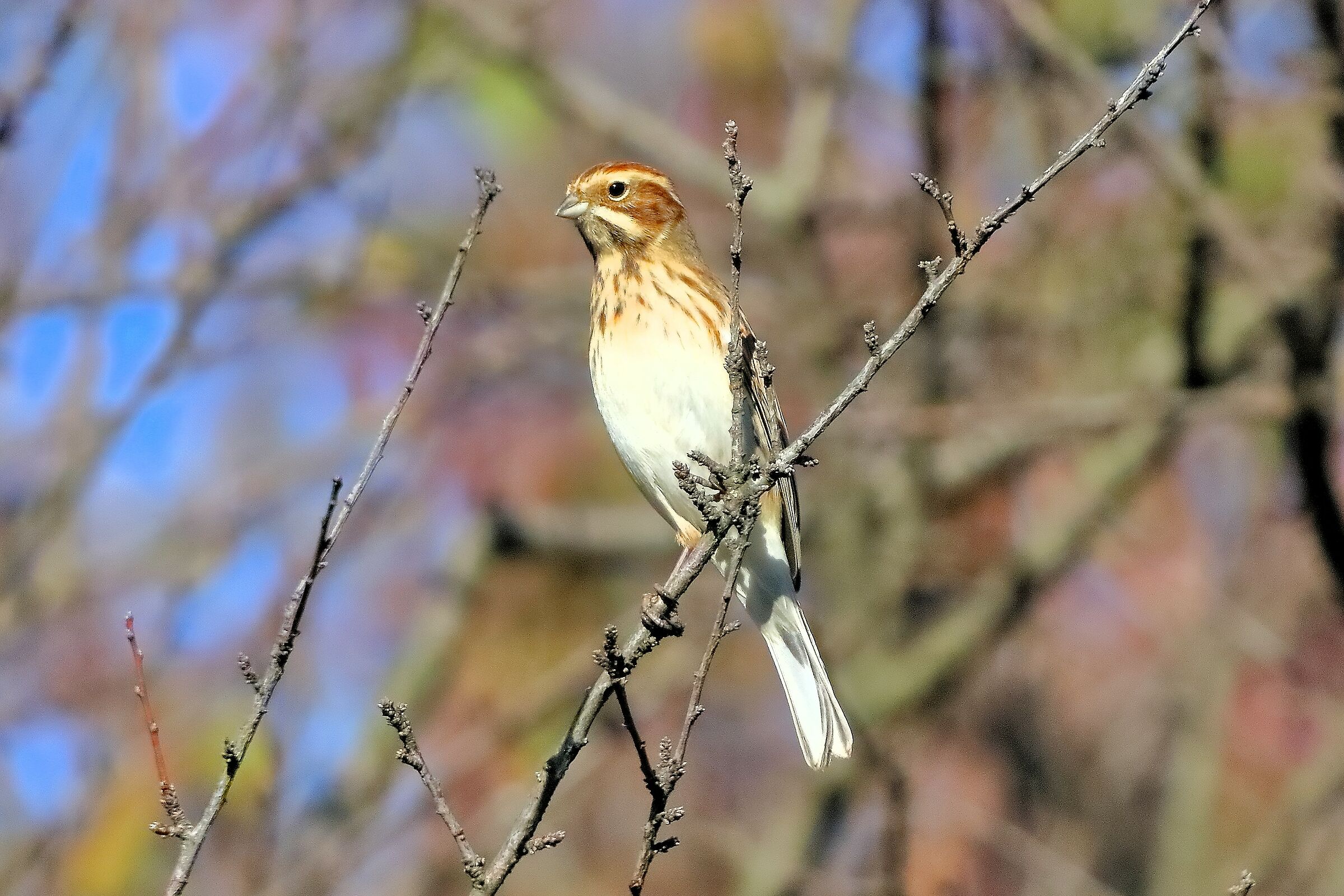 Migliarino 15-11-2023