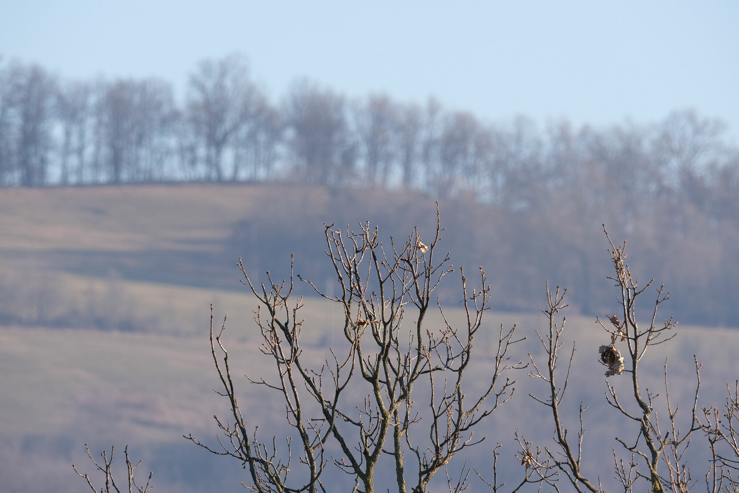From Tree to Tree: winter in the hills
