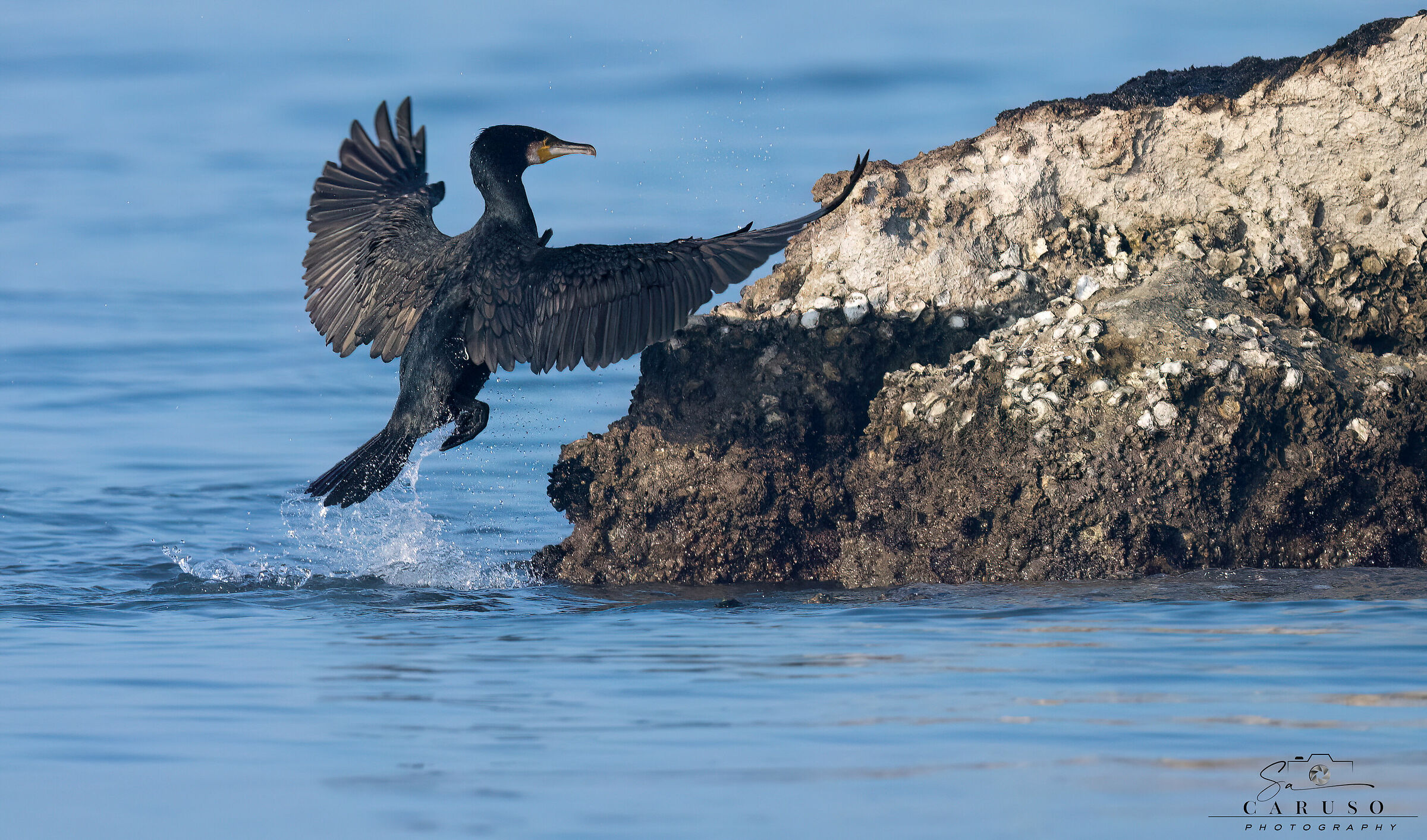 cormorant